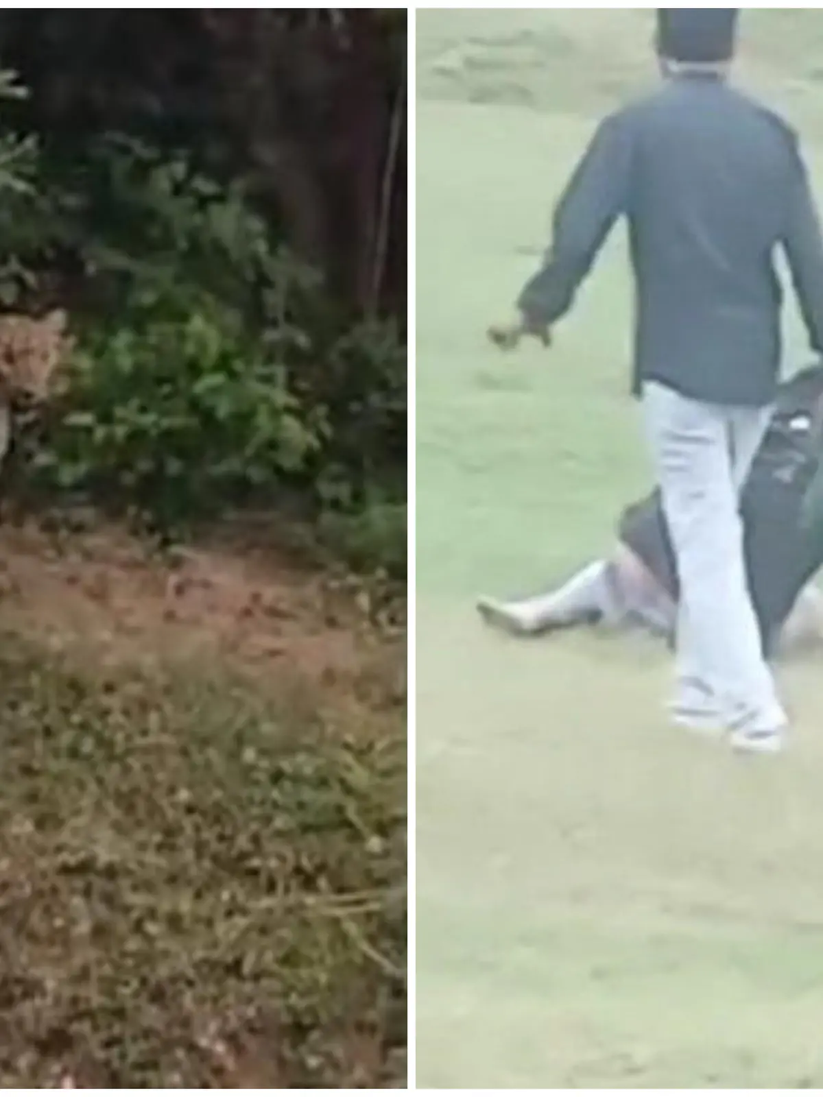 Bild zu: "Leopard lauert Männern auf - dann beißt er zu"