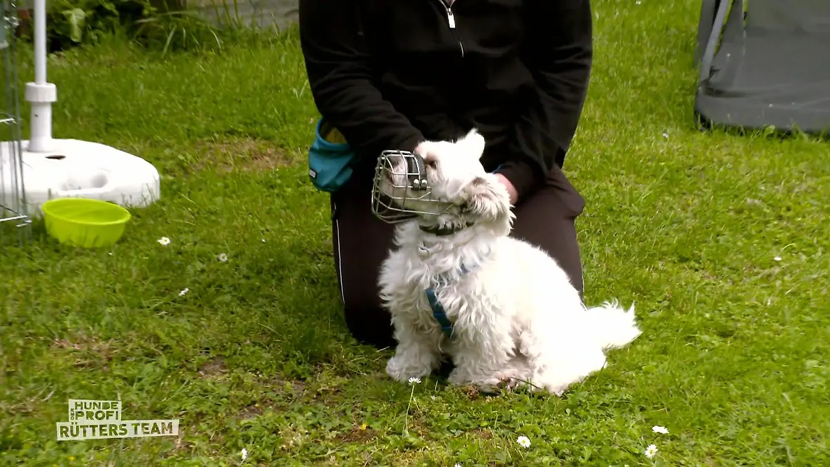 Magdalena hat Angst vor dem Training Maulkorb für Billy