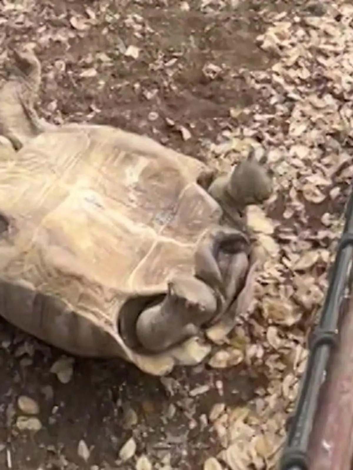 Bild zu: "Panzer-Panne! Schusselige Schildkröte stöhnt verzweifelt um Hilfe"
