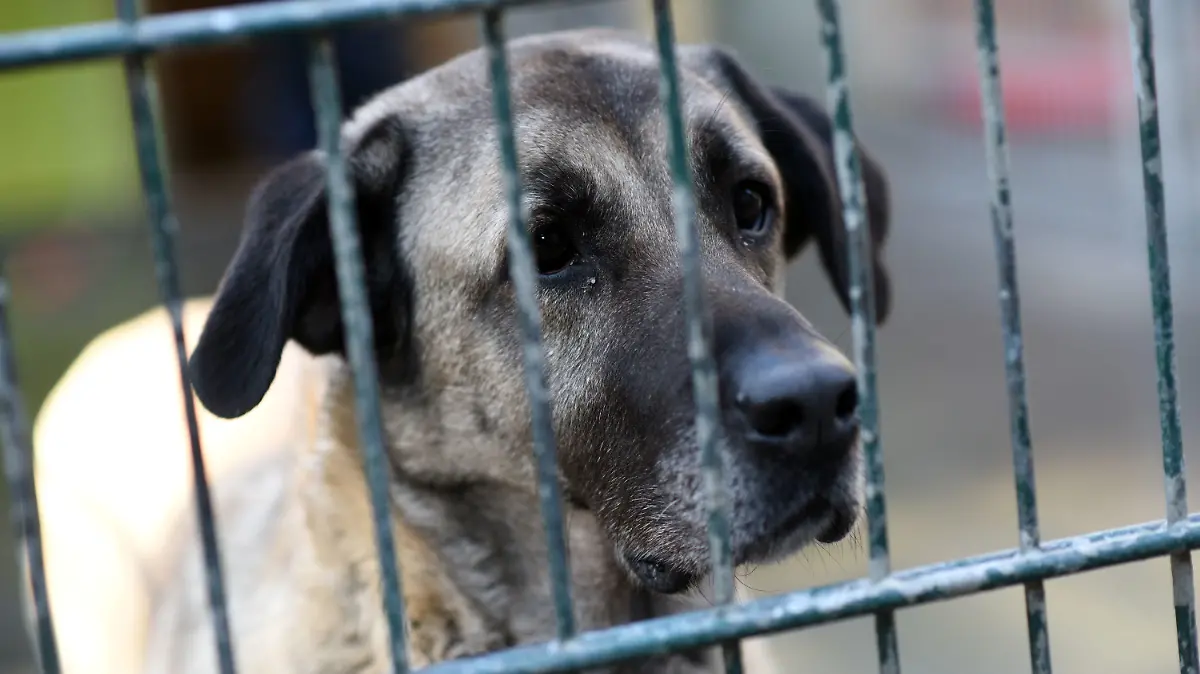 ARCHIV - 10.12.2015, Nordrhein-Westfalen, Köln: Ein Hund sitzt in einem Tierheim in einem Zwinger. Tierheime in Nordrhein-Westfalen fühlen sich in der Corona-Krise von der Regierung im Stich gelassen. Weil Spenden fehlen und kaum Tiere vermittelt werden können, seien die wirtschaftlichen Folgen gravierend, sagten Tierheim-Verantwortliche in mehreren Städten. (zu dpa/lnw «Tierheime fordern in Corona-Krise mehr Unterstützung») Foto: picture alliance / dpa +++ dpa-Bildfunk +++