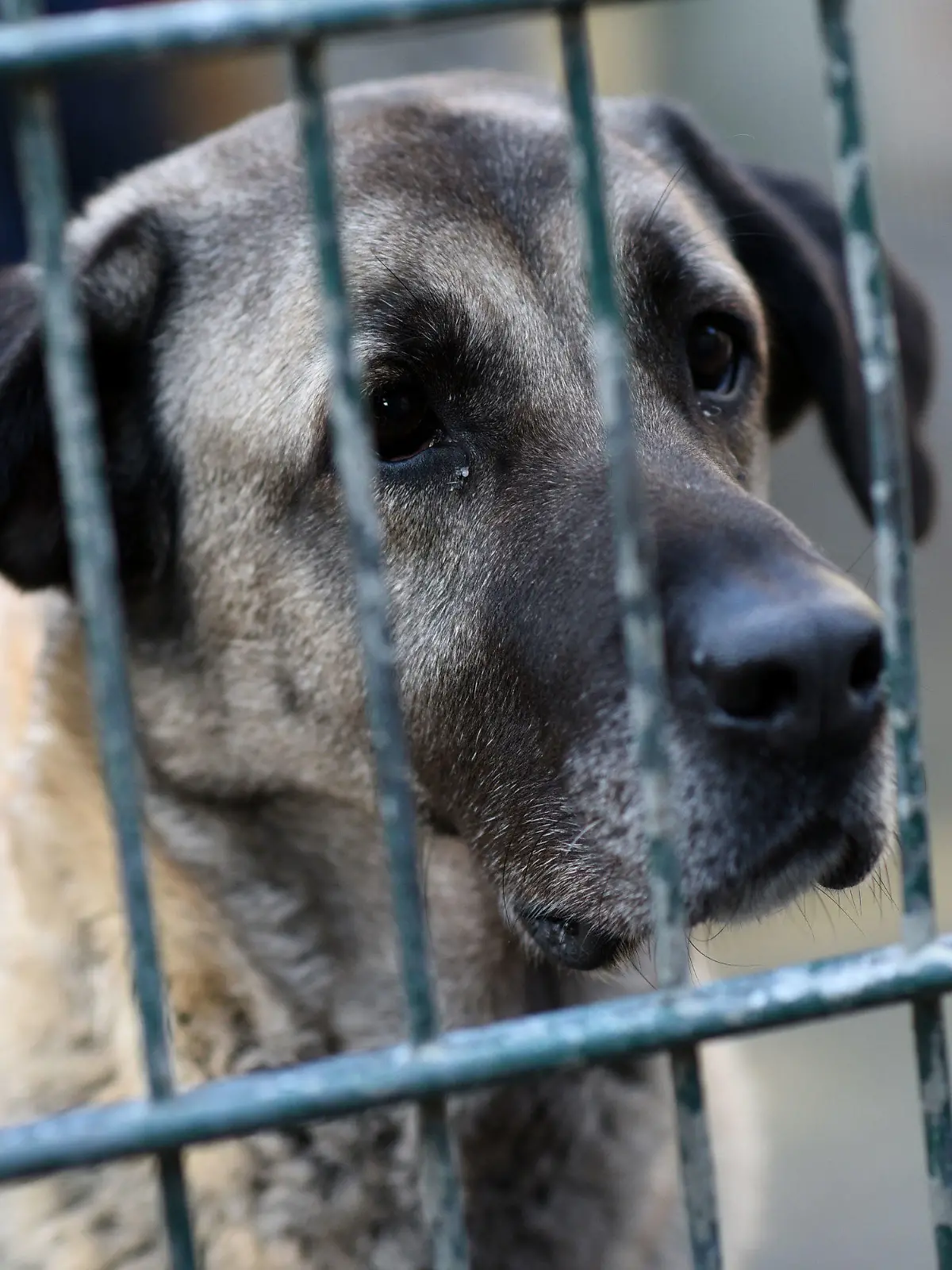 ARCHIV - 10.12.2015, Nordrhein-Westfalen, Köln: Ein Hund sitzt in einem Tierheim in einem Zwinger. Tierheime in Nordrhein-Westfalen fühlen sich in der Corona-Krise von der Regierung im Stich gelassen. Weil Spenden fehlen und kaum Tiere vermittelt werden können, seien die wirtschaftlichen Folgen gravierend, sagten Tierheim-Verantwortliche in mehreren Städten. (zu dpa/lnw «Tierheime fordern in Corona-Krise mehr Unterstützung») Foto: picture alliance / dpa +++ dpa-Bildfunk +++