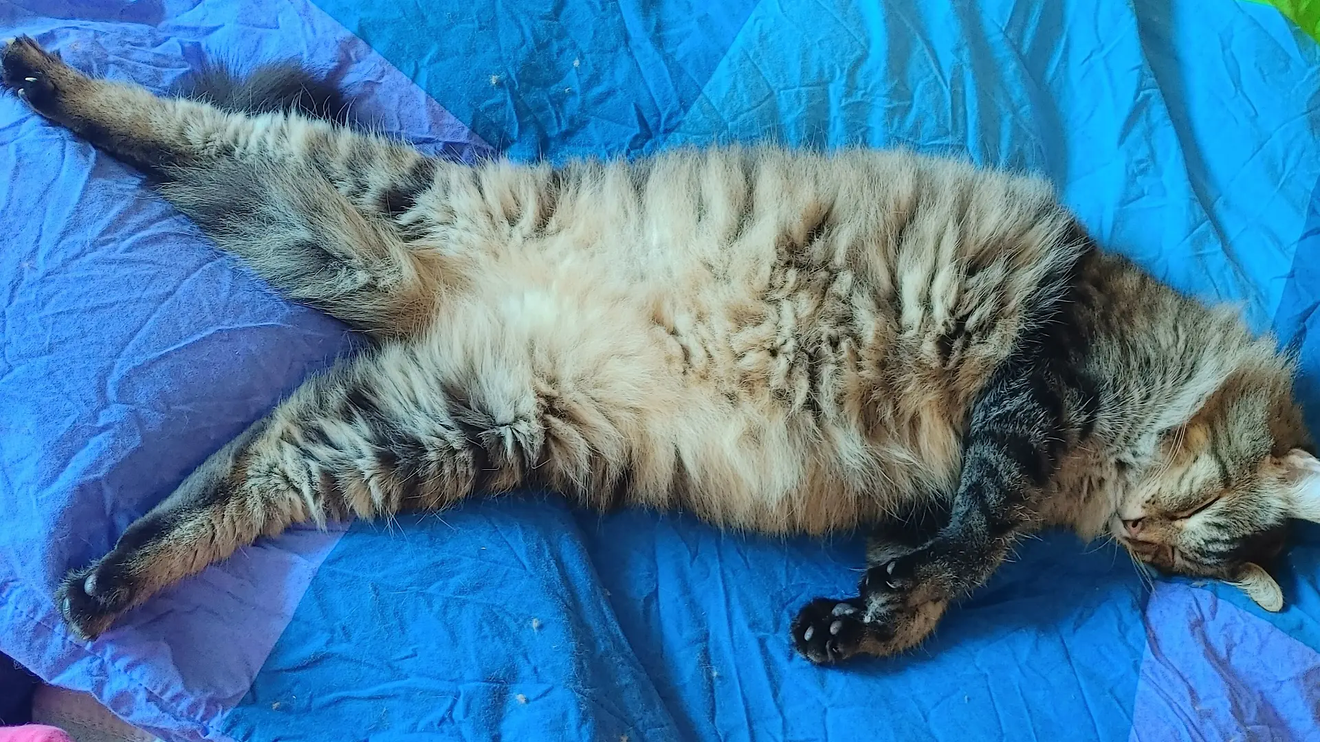 Der Kater unserer Autorin liegt auf dem Bett und schläft.
