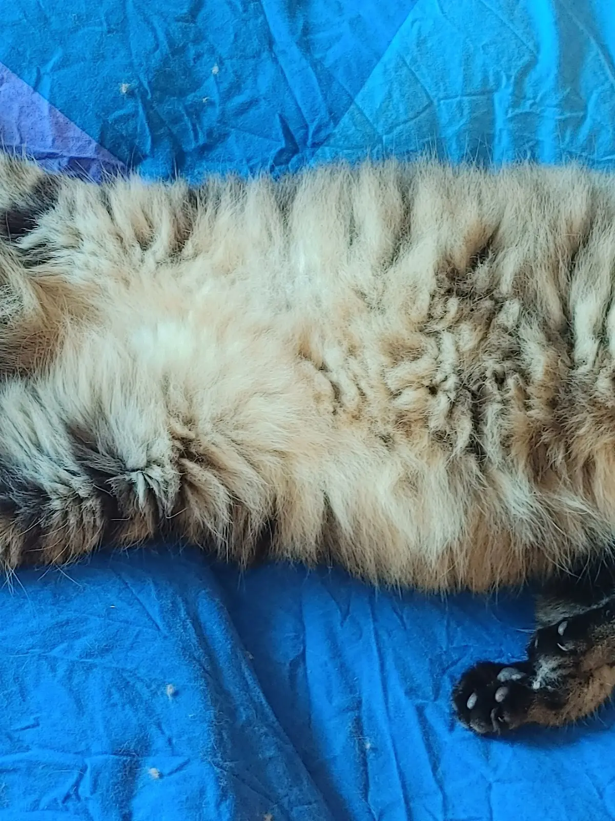 Der Kater unserer Autorin liegt auf dem Bett und schläft.