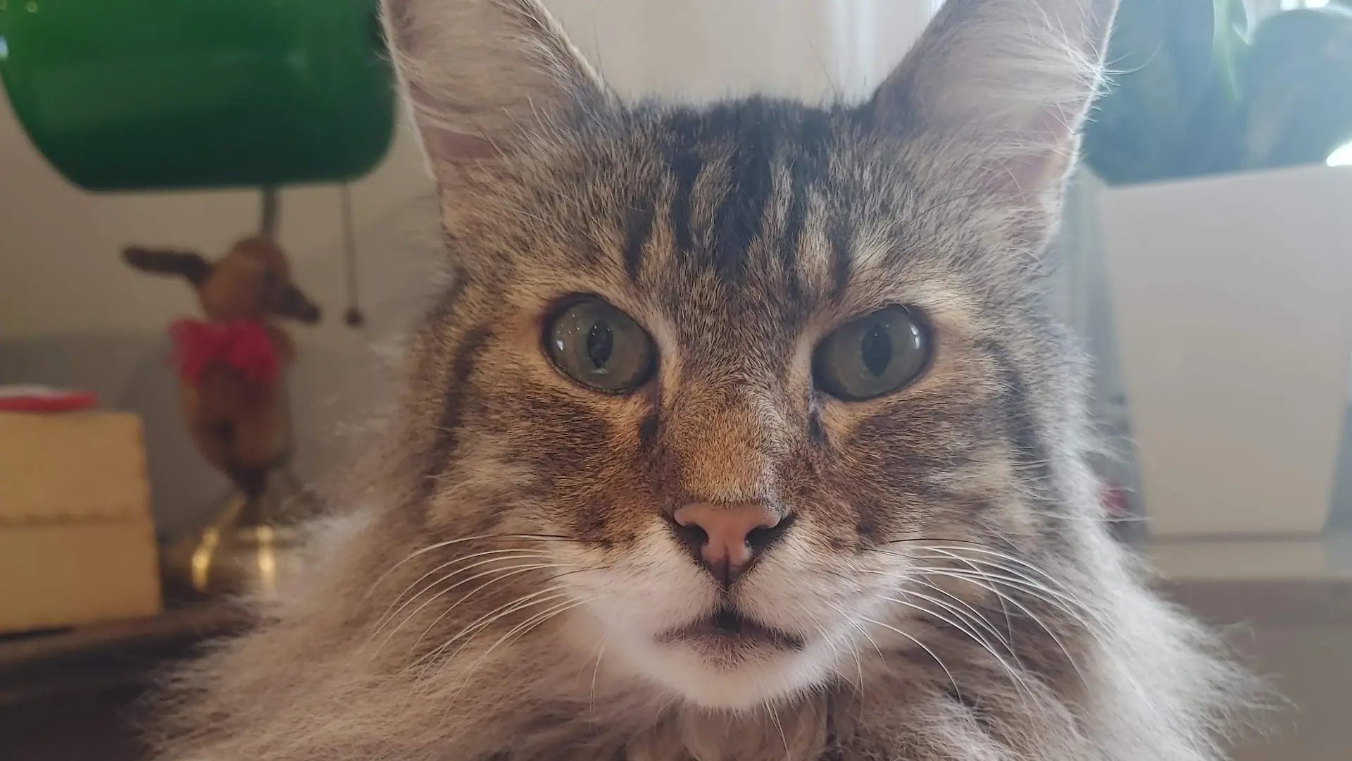 Katzenklo und Katzenstreu muss sein – aber vielleicht geht es auch umweltfreundlicher?