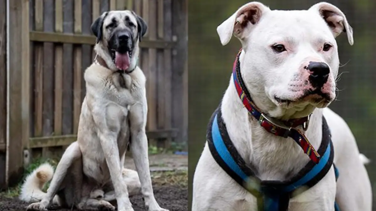 Alfi und Brasco suchen schon seit fast vier Jahren ein neues Zuhause.