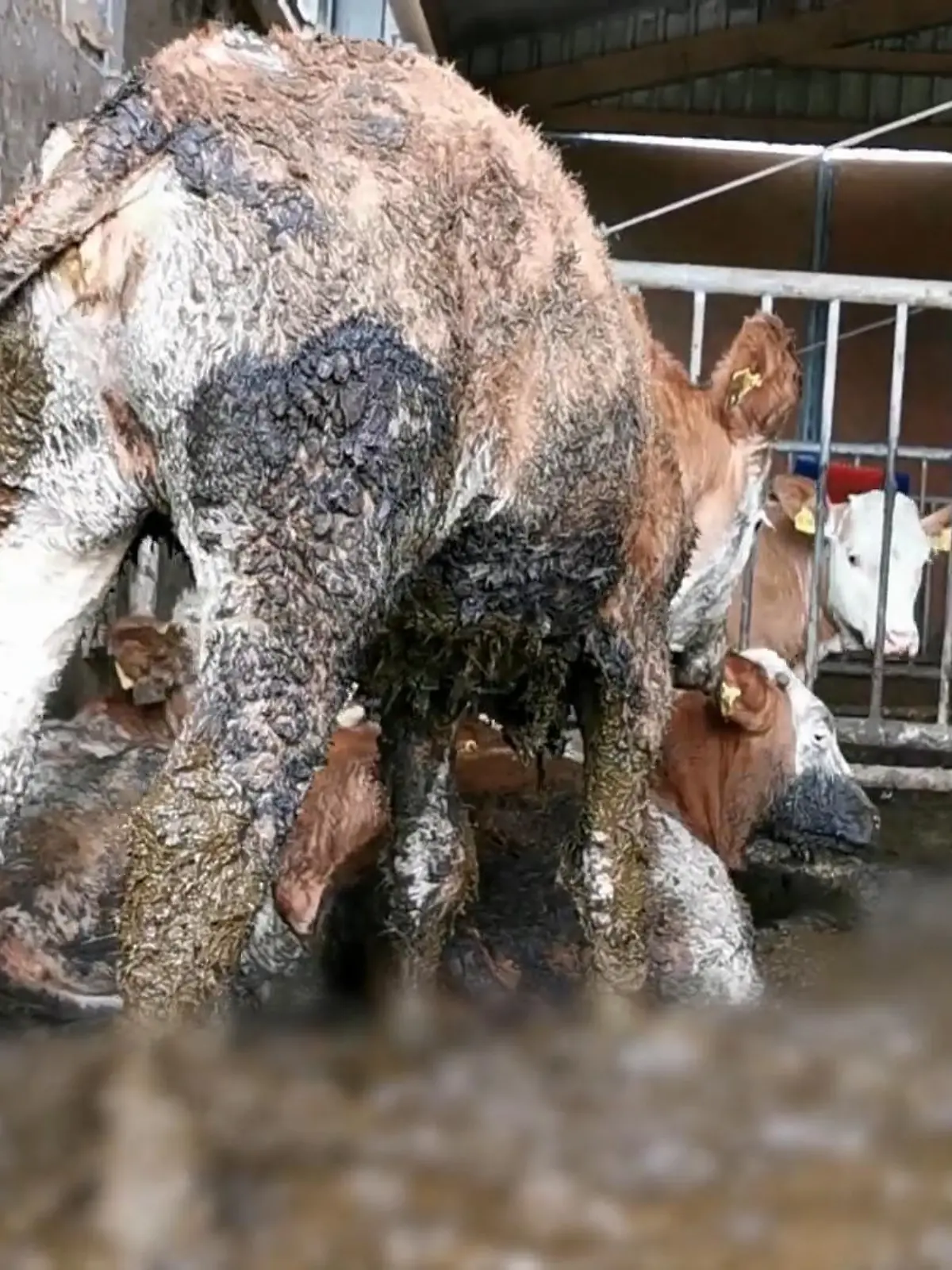 Bild zu: "Von wegen „Best Beef“! Tierschützer filmen auf Horror-Hof"