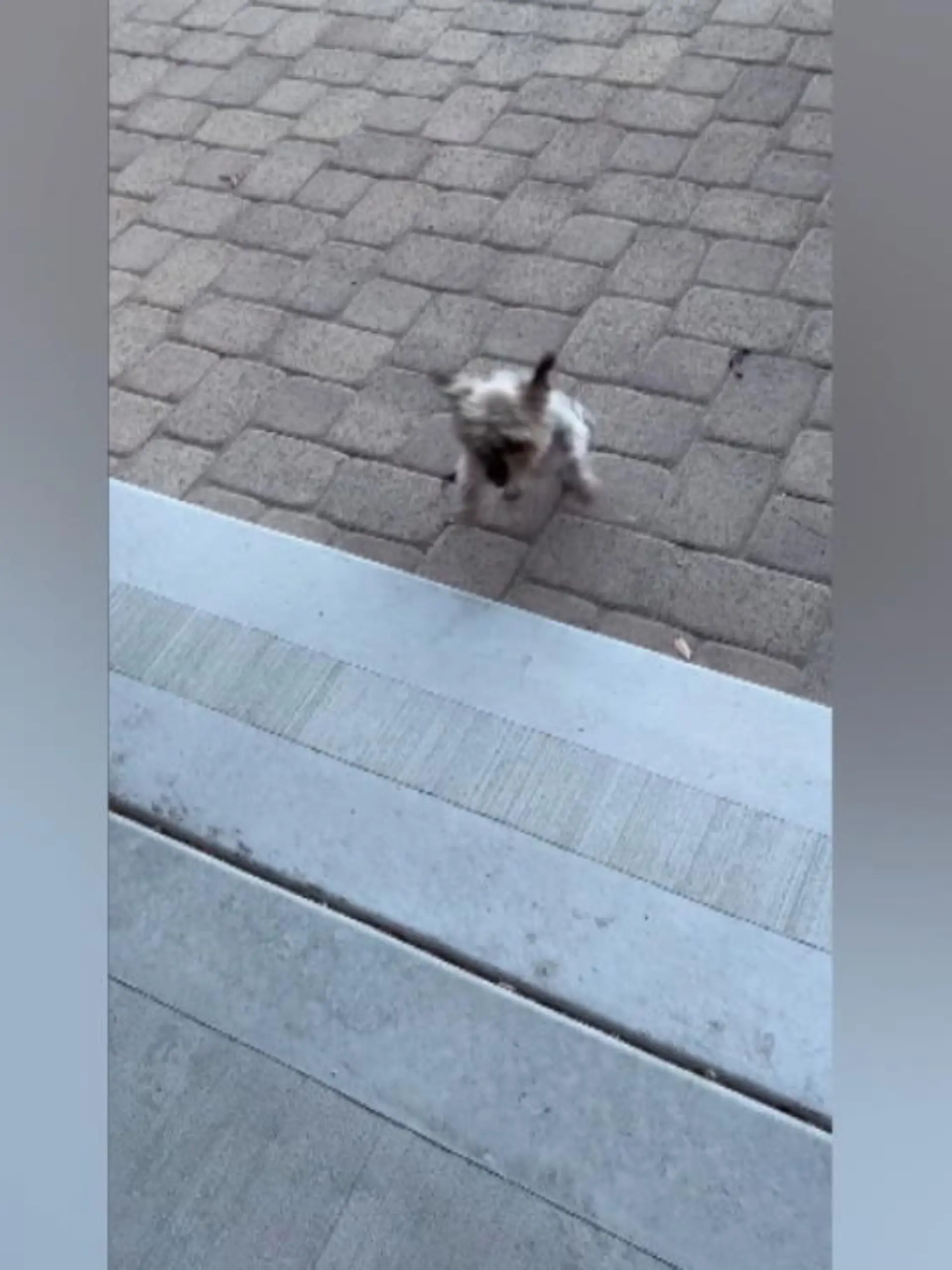 Bild zu: "Terrier erklimmt kreativ die Treppe"