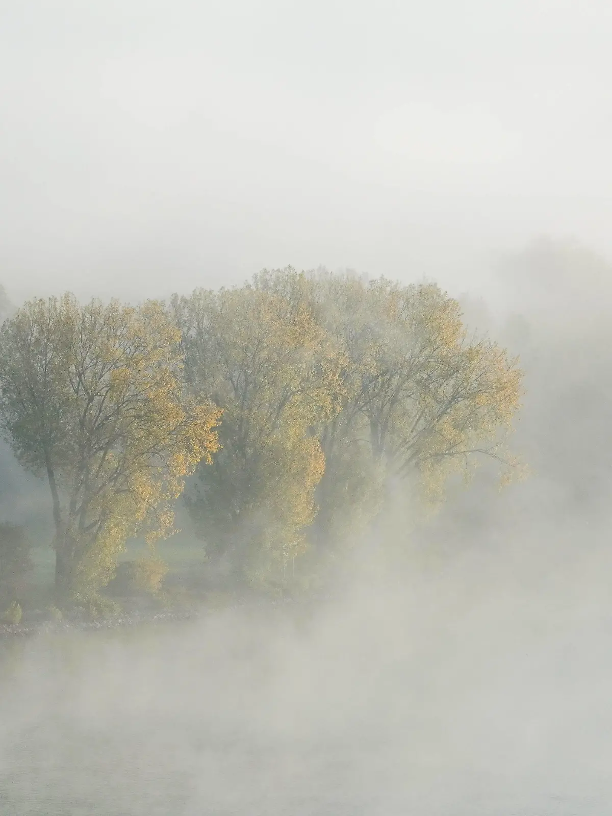October 23, 2024, Mainz, Rhineland Palatinate, Germany: Trees in autumn colors are seen in the mist on the banks of the Rhine River in Mainz, Germany, at dawn. Mainz Germany - ZUMAb332 20241023_zip_b332_025 Copyright: xMatiasxBasualdox