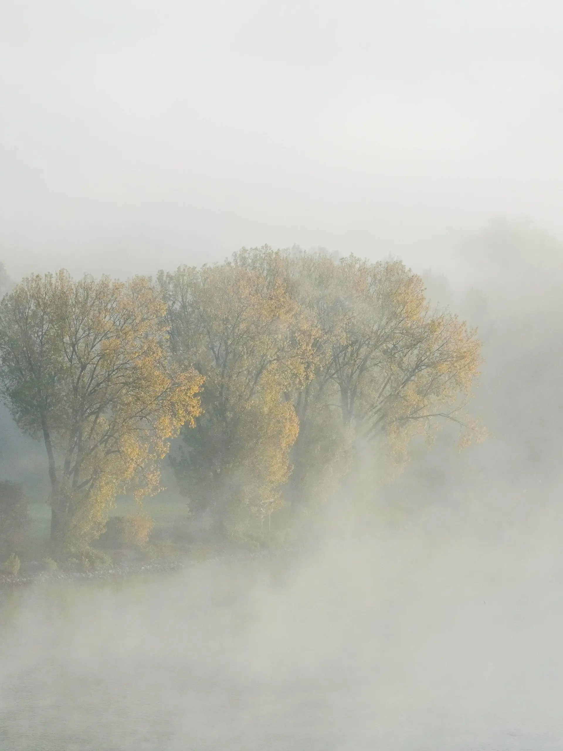 October 23, 2024, Mainz, Rhineland Palatinate, Germany: Trees in autumn colors are seen in the mist on the banks of the Rhine River in Mainz, Germany, at dawn. Mainz Germany - ZUMAb332 20241023_zip_b332_025 Copyright: xMatiasxBasualdox