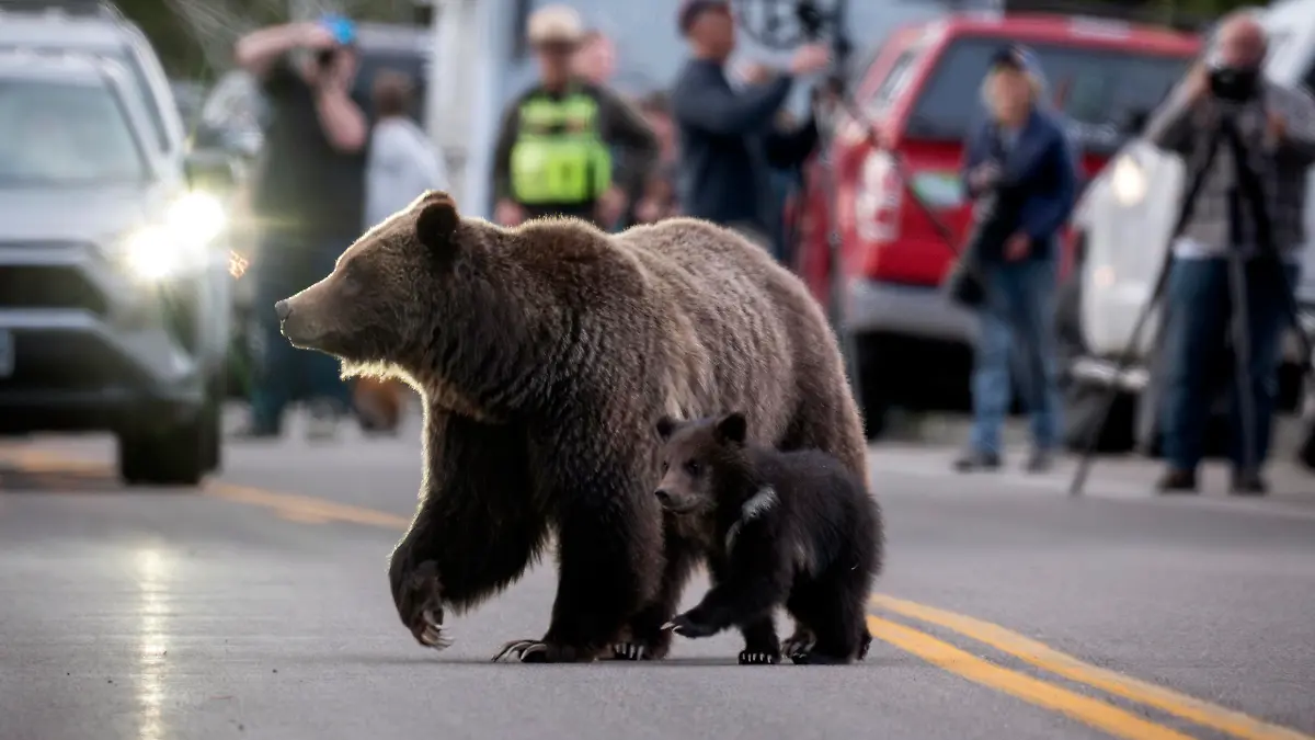 In this undated photo provided by Grand Teton National Park a grizzly bear known as No. 399 walks along side a cub.