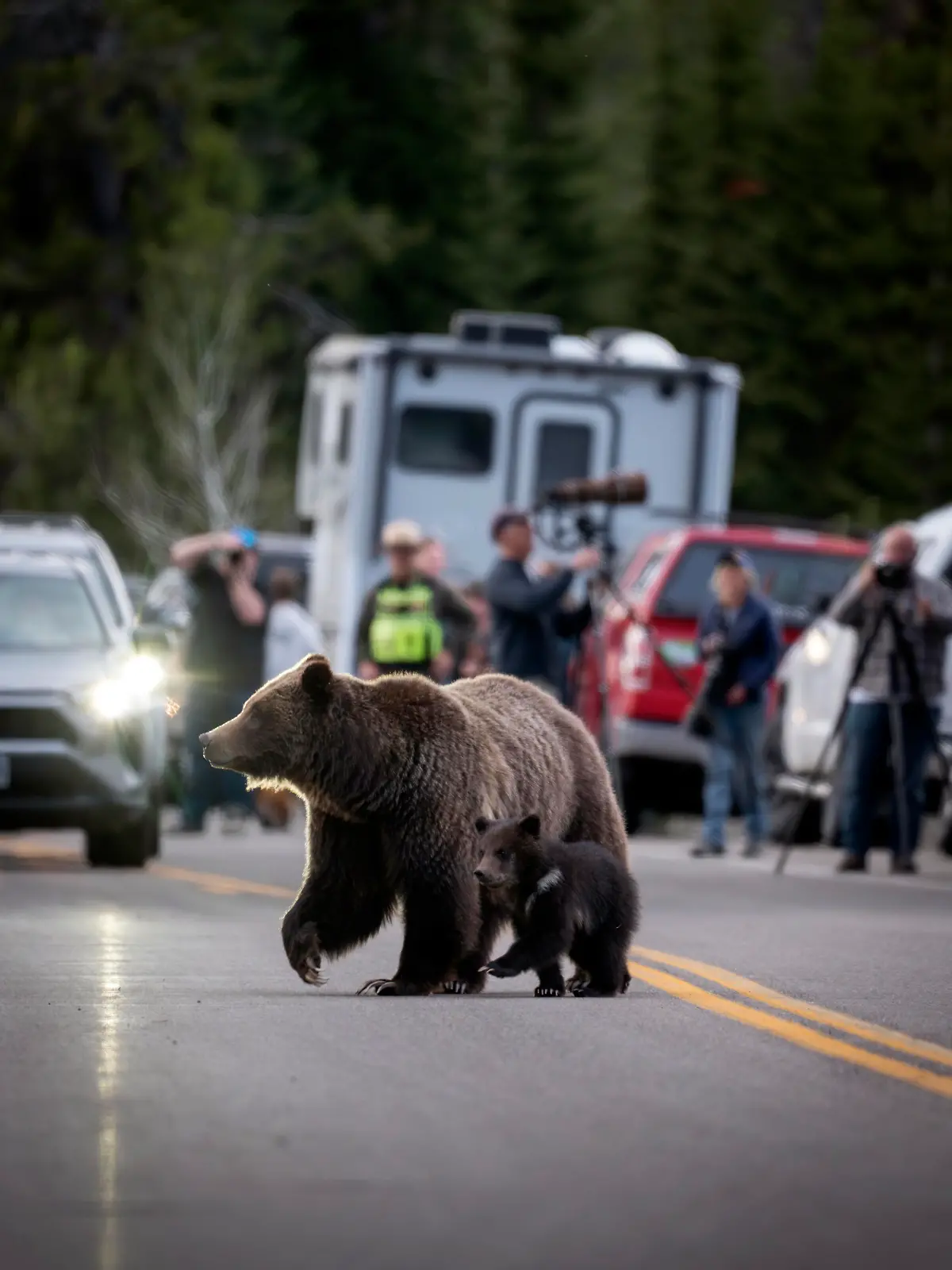 In this undated photo provided by Grand Teton National Park a grizzly bear known as No. 399 walks along side a cub.