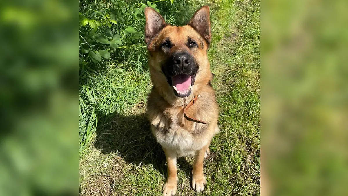 Schäferhund Robby sucht sein Für-Immer-Zuhause. 