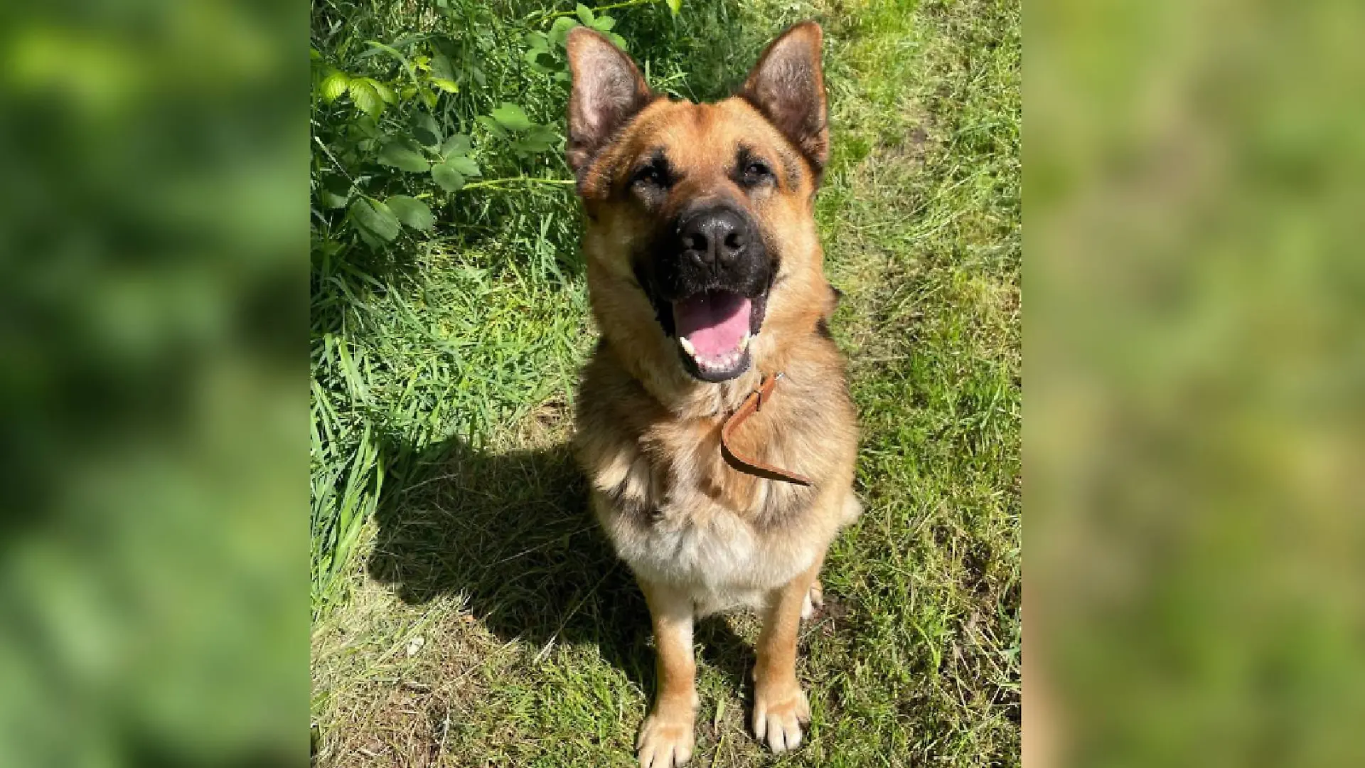 Schäferhund Robby sucht sein Für-Immer-Zuhause.