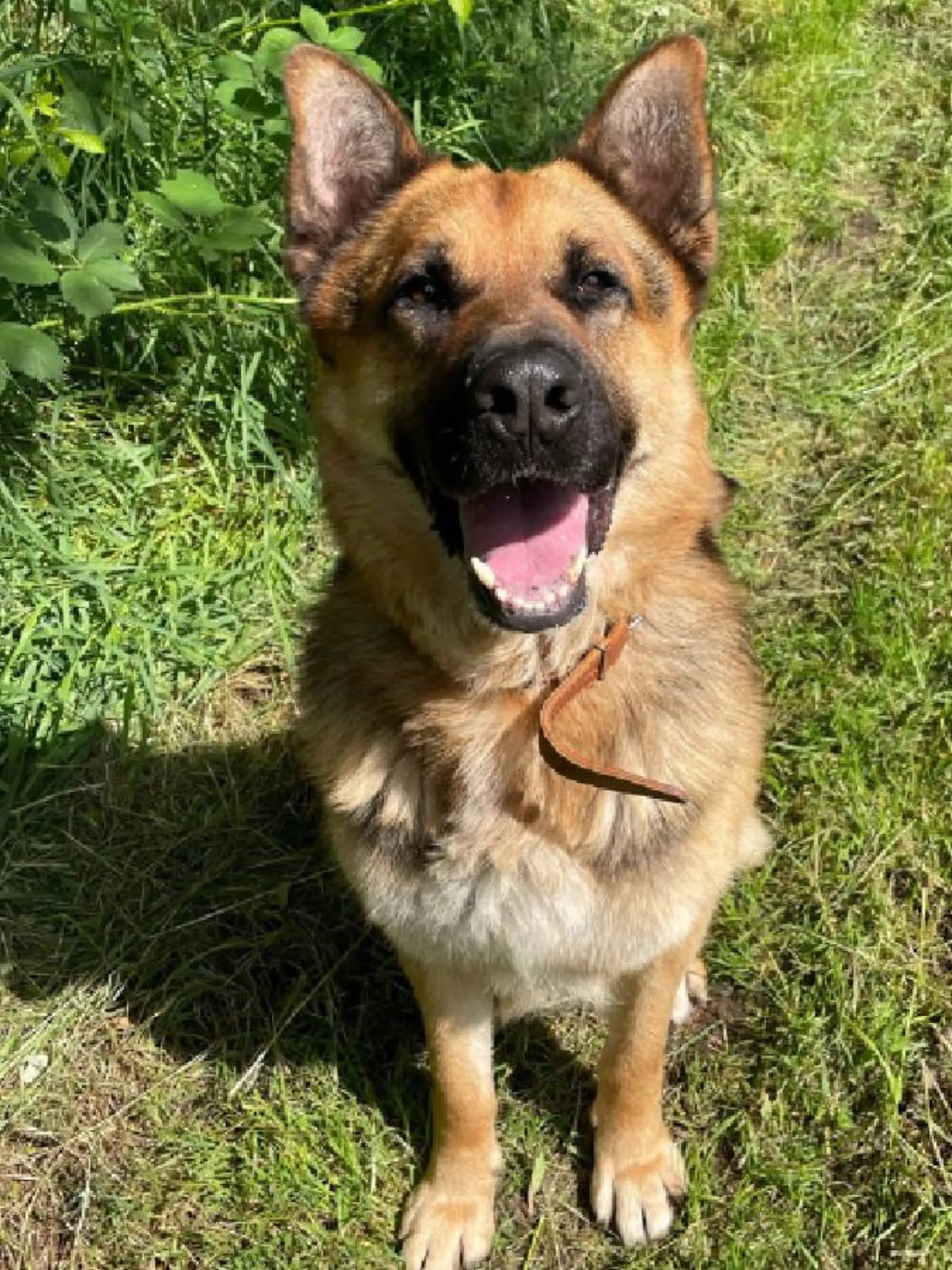 Schäferhund Robby sucht sein Für-Immer-Zuhause. 