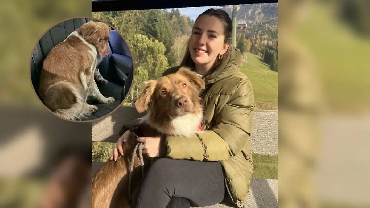 Der Hund von Influencerin Katy Devlin hat eine Cannabis-Vergiftung.