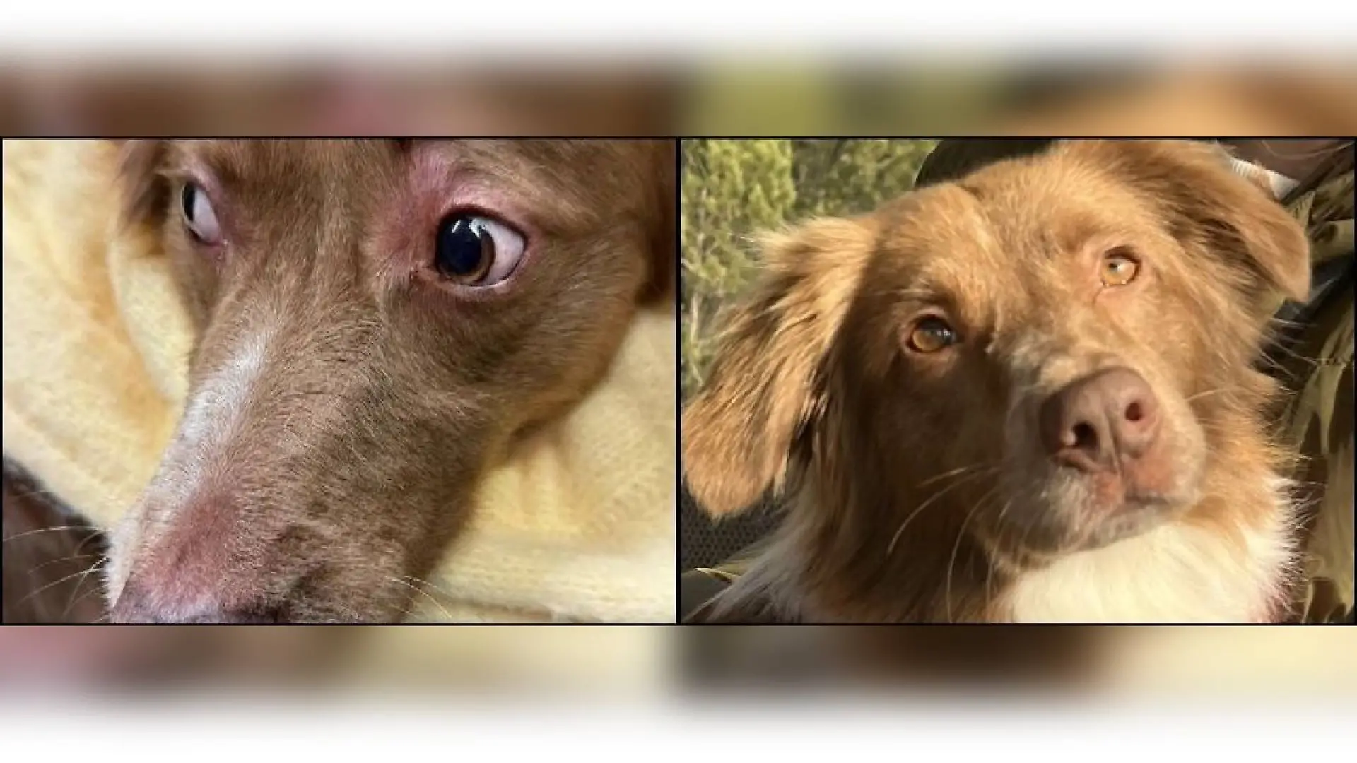 Hund mit Cannabis vergiftet - das sind die Anzeichen.