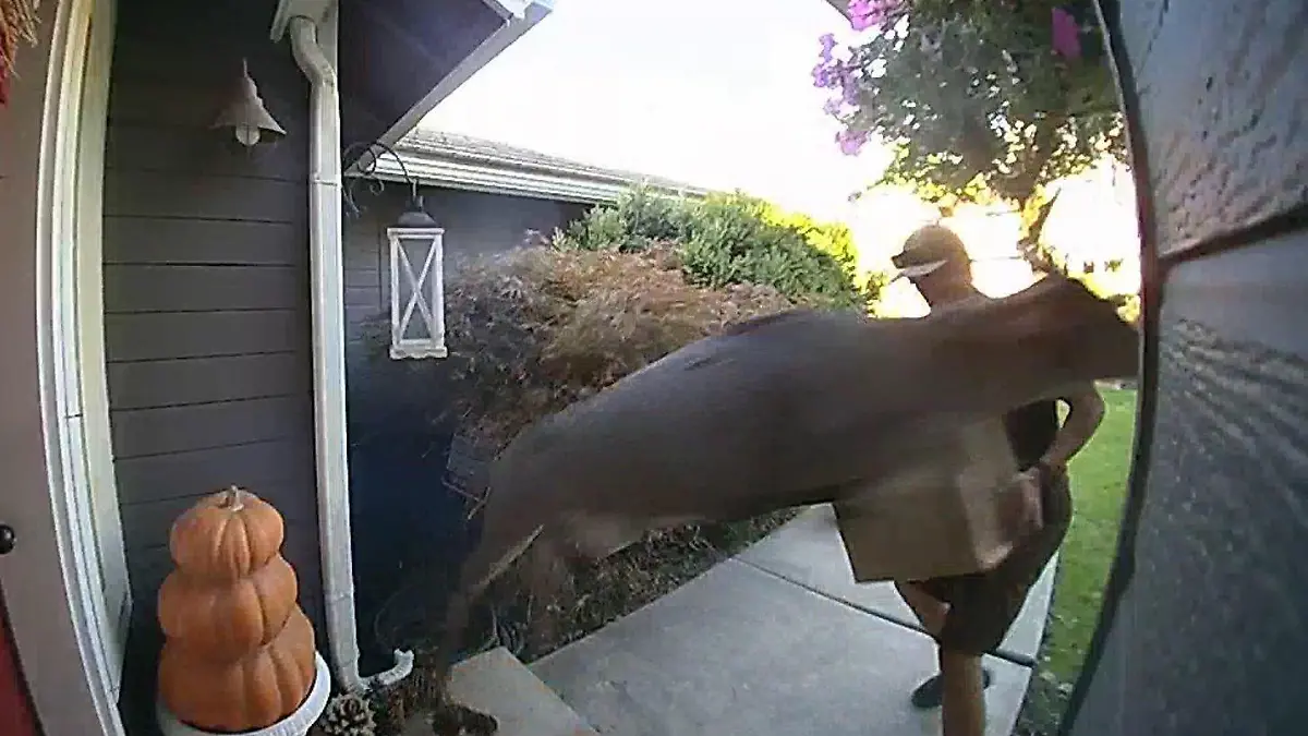 Wildtierüberquerung direkt vor Ihrer Haustür! Hirsch schlägt Postboten nieder Ihr Paket konnte nicht zugestellt werden!