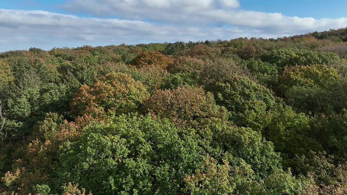 Wie viel Wald gibt es? Zahlen aus NRW veröffentlich