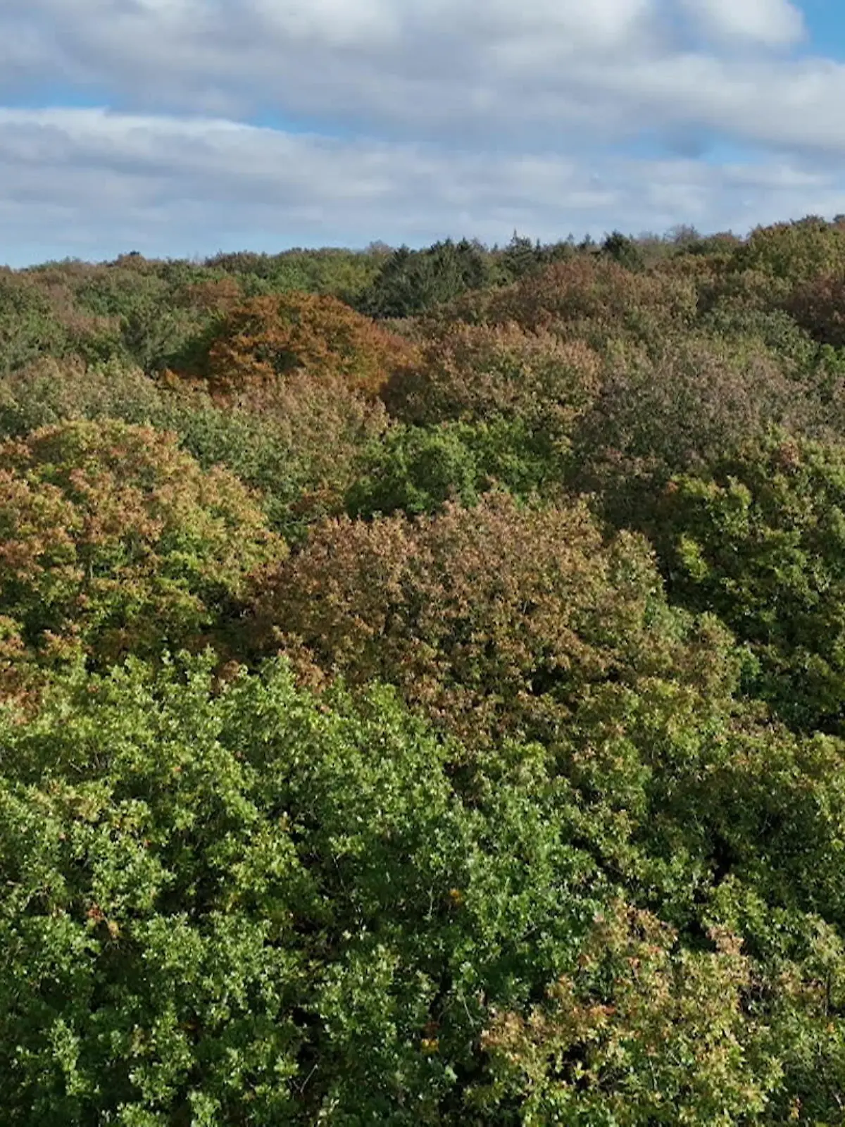 Bild zu: "Wie viel Wald gibt es?"