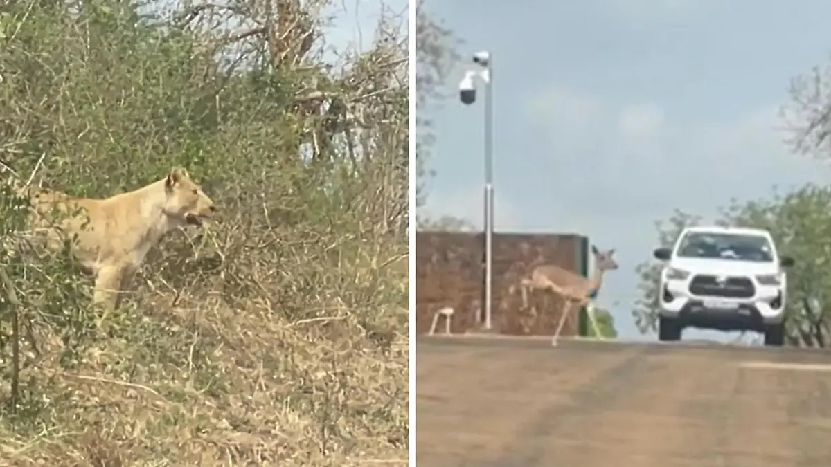 Eine Pause wäre fatal! Löwin jagt Impala über die Straße. So leicht entkommst du mir nicht!