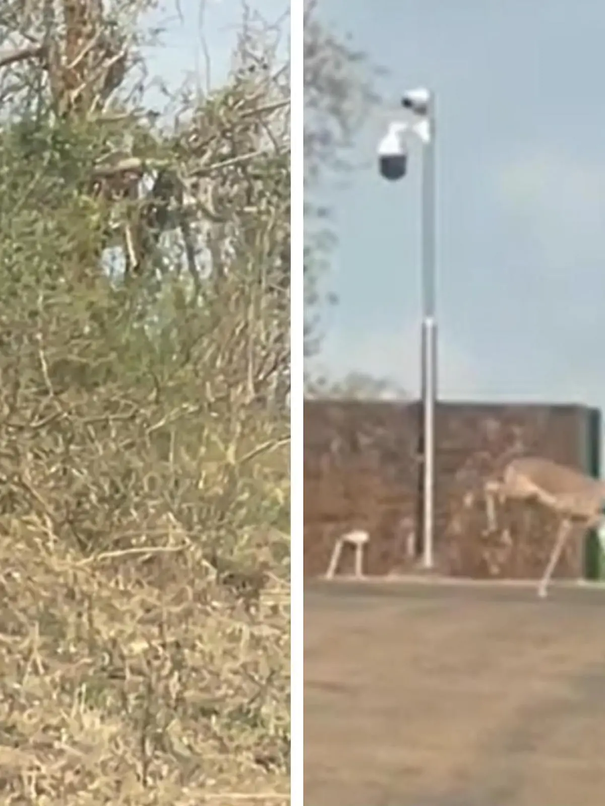 Bild zu: "Pause wird zum Verhängnis! Löwin jagt Impala über die Straße"