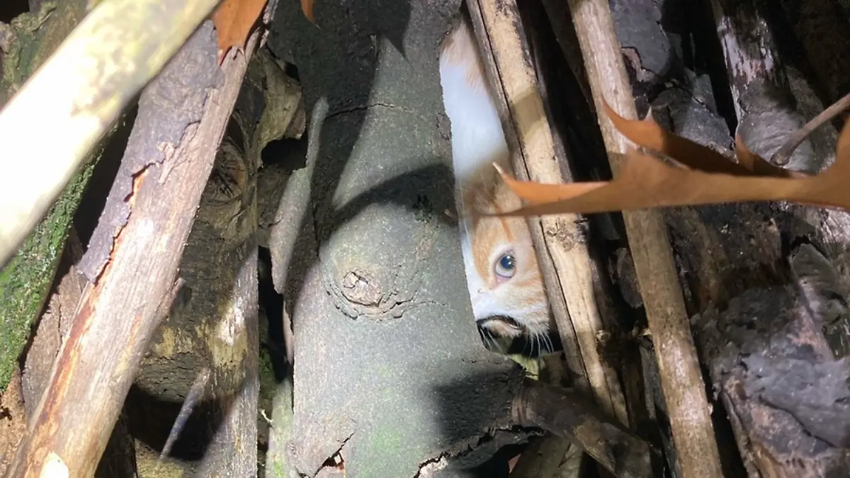 Unbekannte haben versucht, dieses Katzenbaby anzuzünden