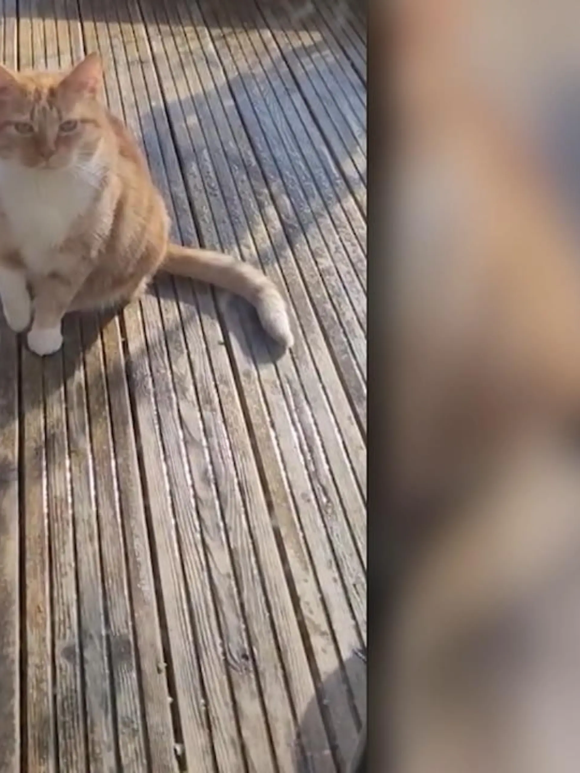 Diese kleine Katze scheint sich an der Pfote verletzt zu haben. Flehend bittet sie um Einlass – und stößt damit bei den Hausbesitzern auf Mitgefühl.