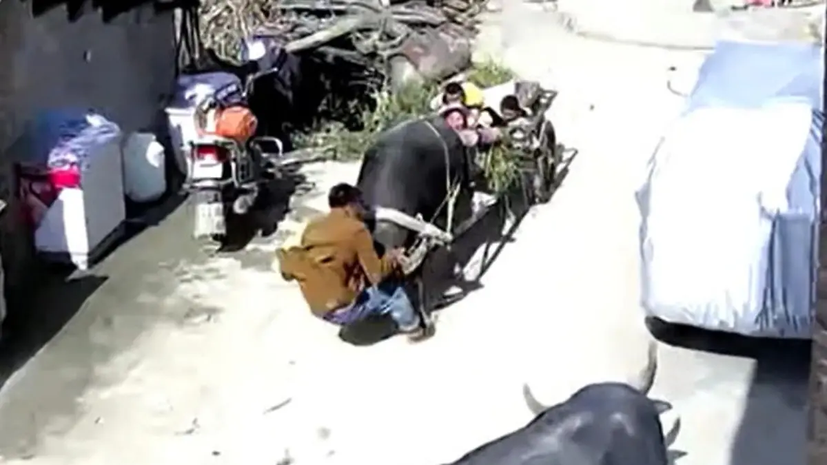 Buffalo außer Kontrolle! Opa möchte seine Frau und seine Enkel beschützen. Er riskiert sein Leben