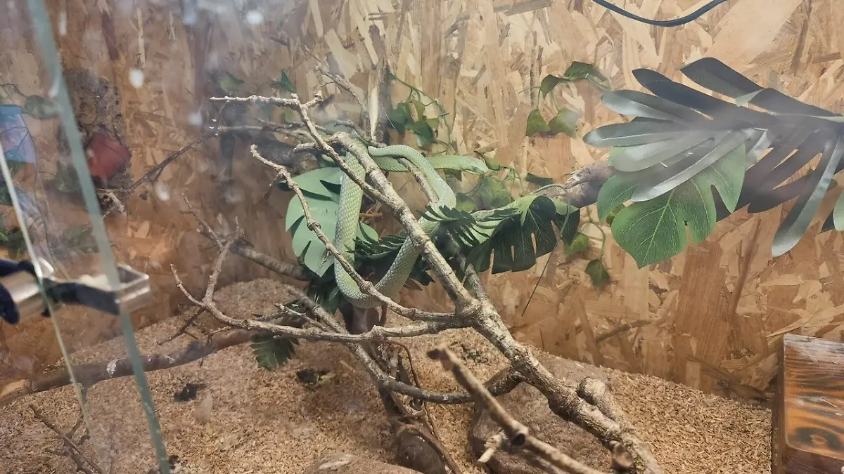 Mamba in Kiel gefunden