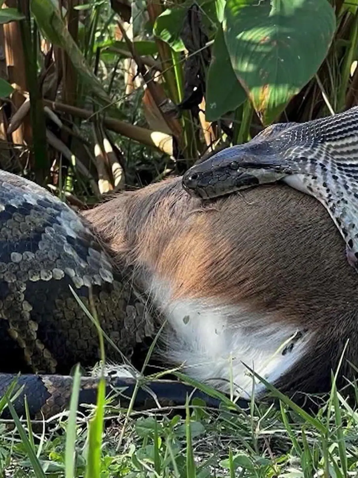 Bild zu: "Ekel-Sensation! Python verschlingt Hirsch - am Stück"