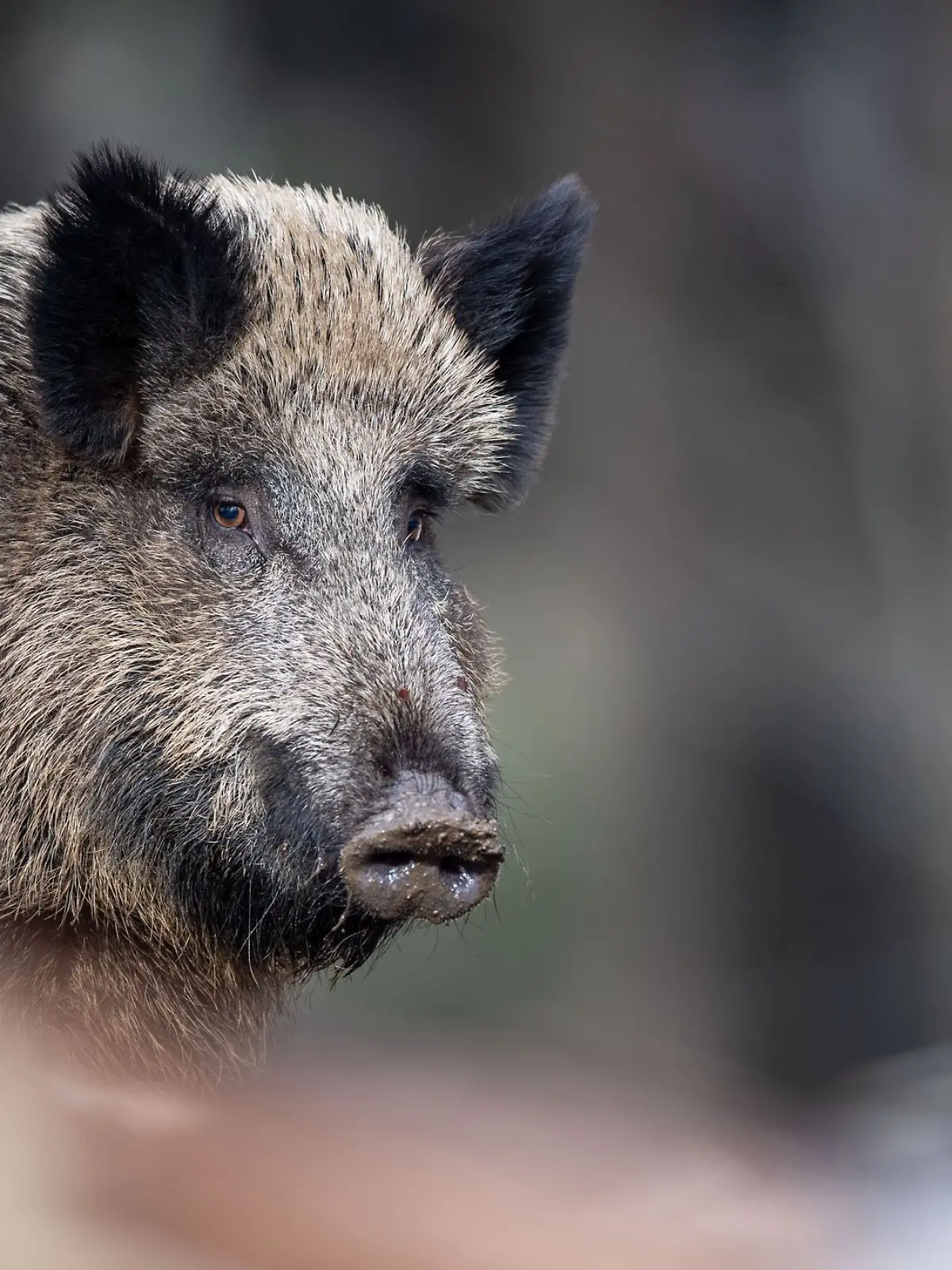Bild zu: "Mitten im Wohngebiet! Wildschwein rast auf Frau zu und verletzt sie "