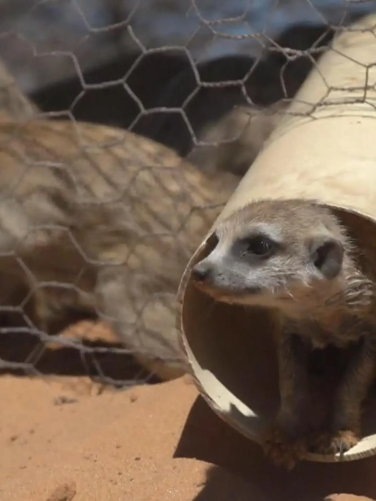 Bild zu: "Tierschützer retten Erdmännchen in Südafrika "