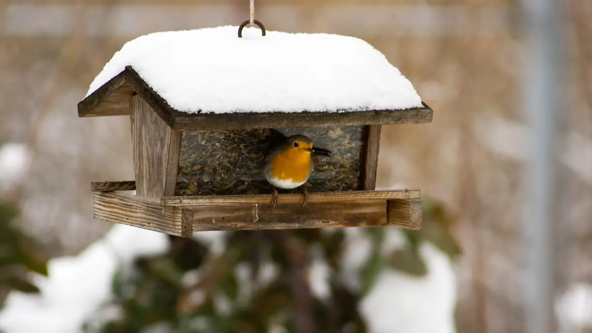 Kleines Rotkehlchen sitzt auf einem Vogelhäuschen.