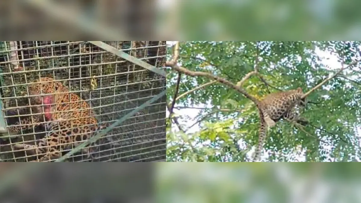Mehrere Leoparden sollen in dem Gebiet gesichtet worden sein, ein Raubtier (links) ist jetzt in einem Rettungszentrum.
