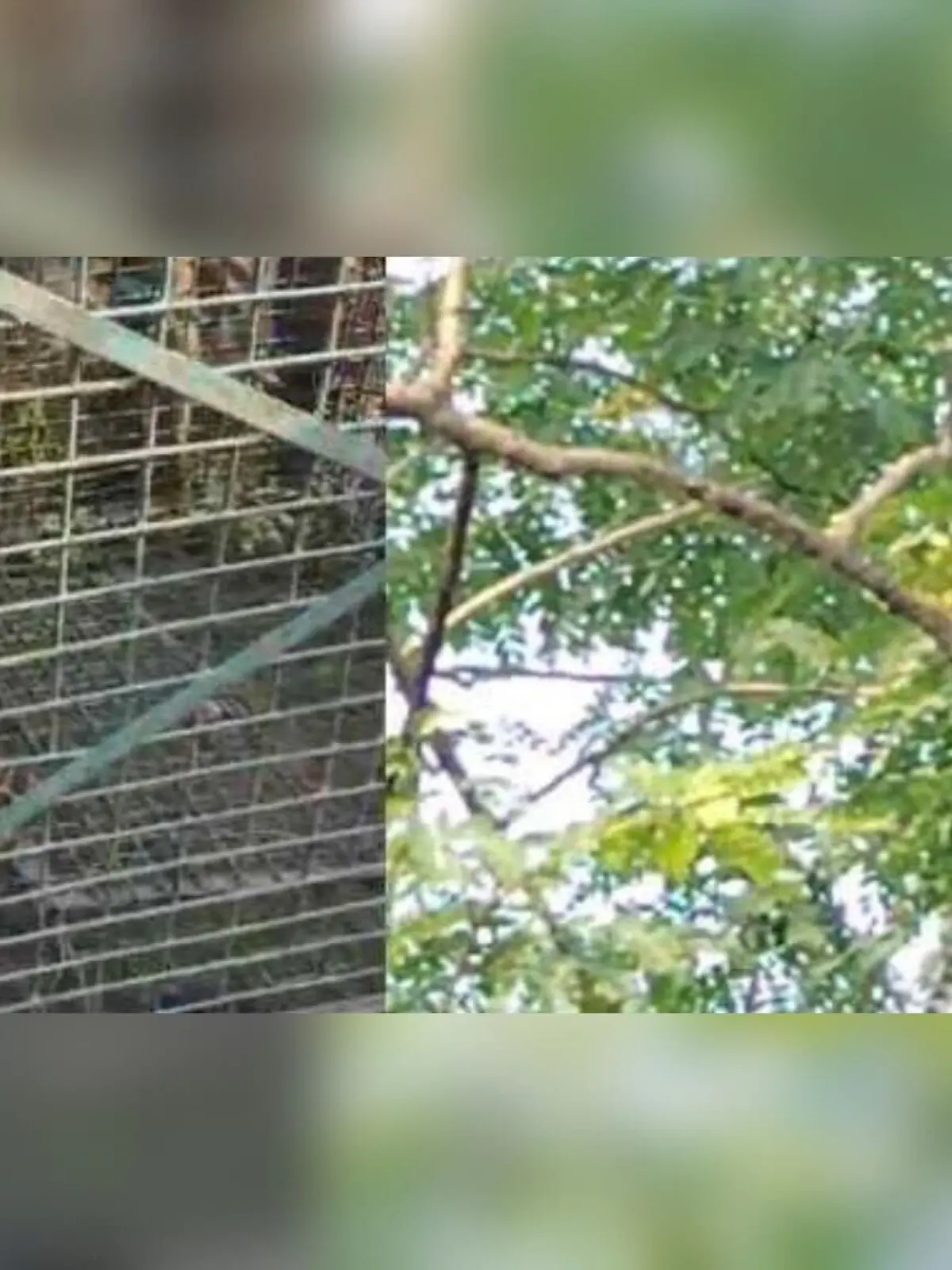 Bild zu: "Mädchen stirbt (12) - Leopard in Falle gelockt"