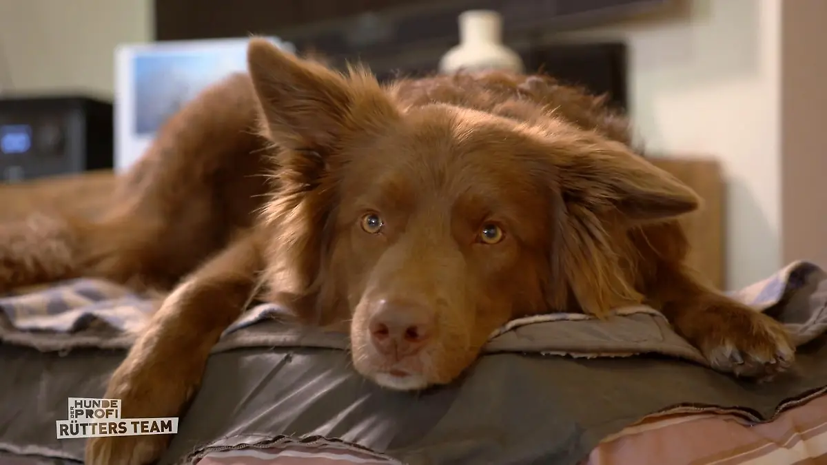 Rüde Balu ist auf einen Maulkorb angewiesen Hundebegegnungen