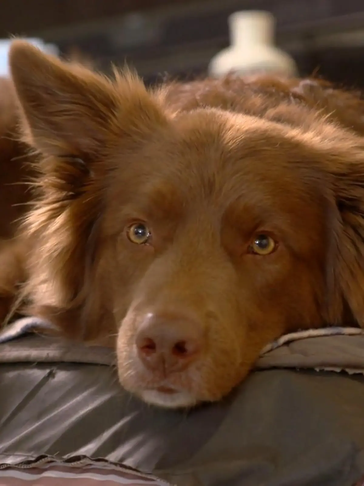 Bild zu: "Rüde Balu ist auf einen Maulkorb angewiesen"