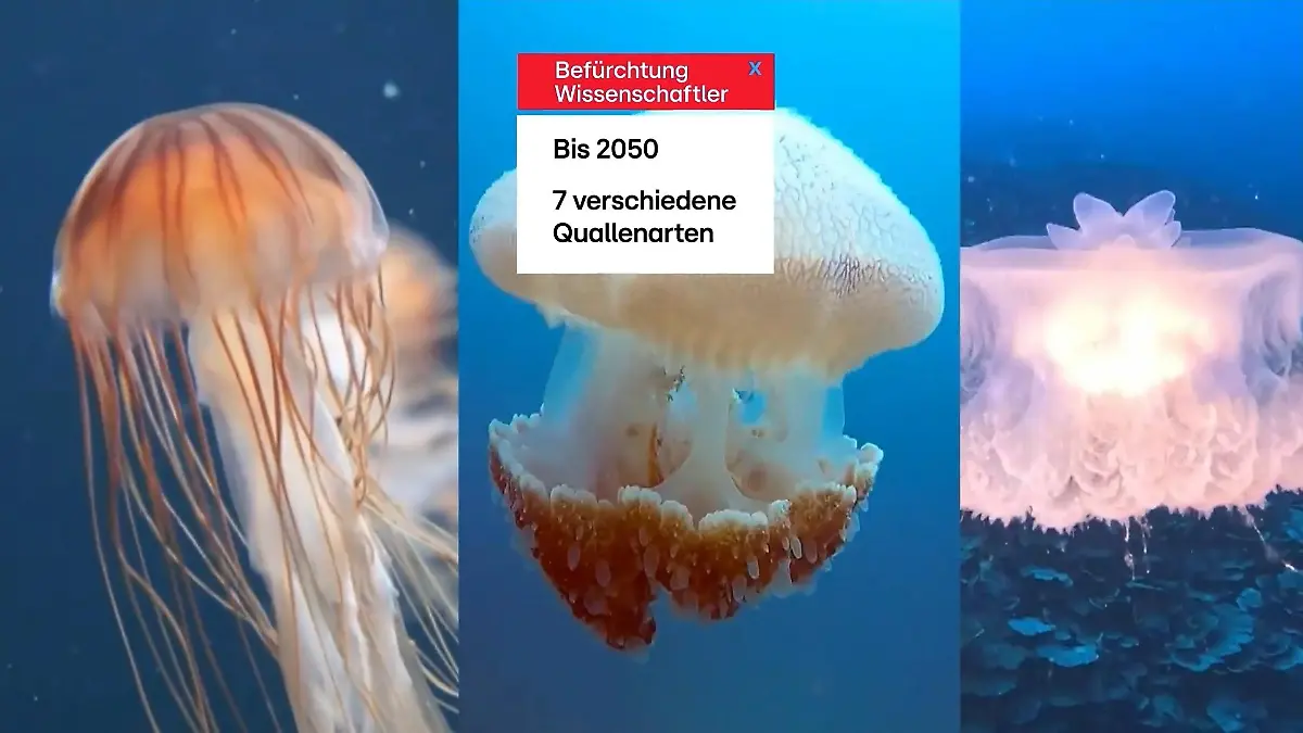 Invasive Quallen in der Ostsee Feuerquallen bis 2100 verdreifacht