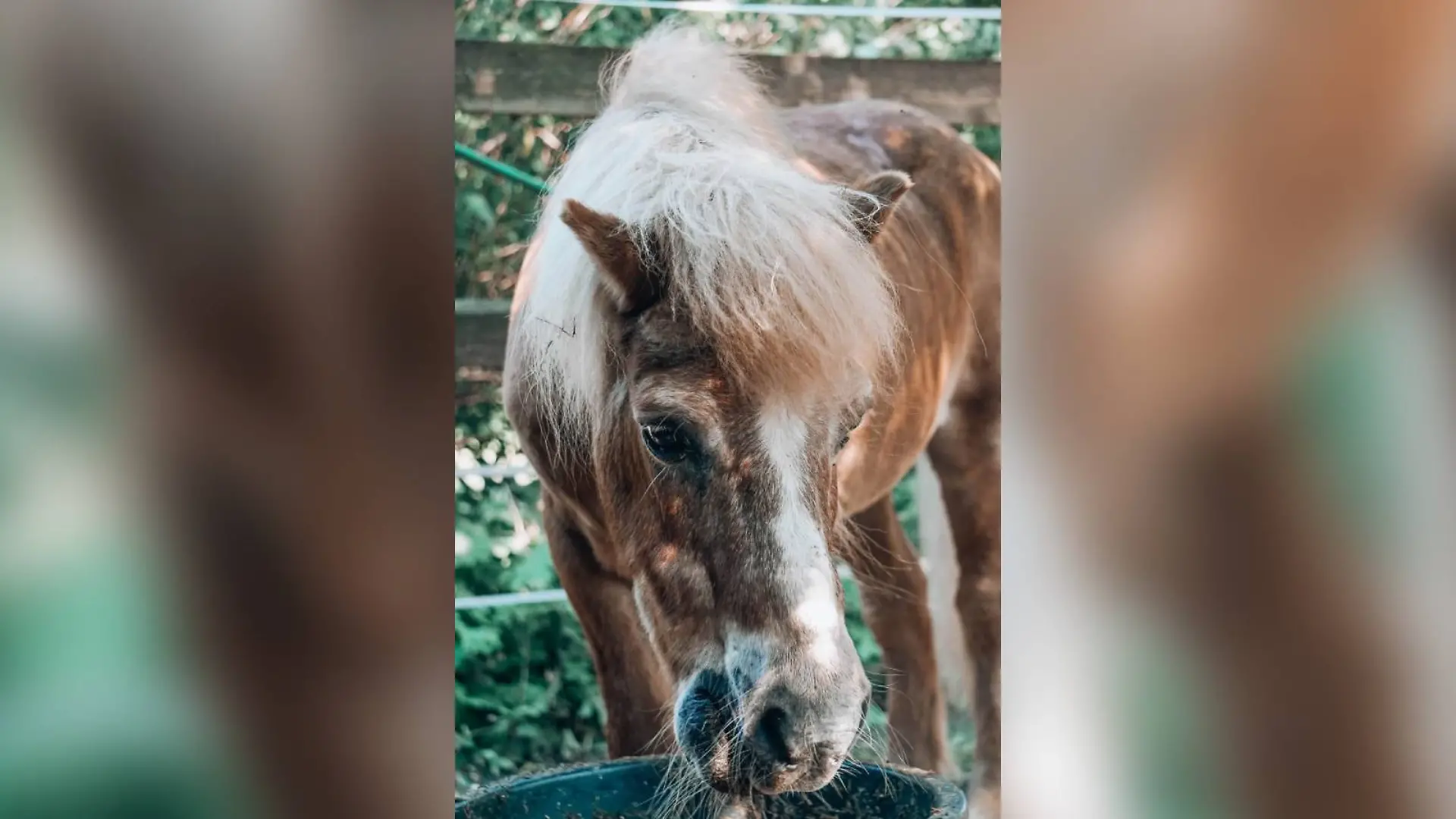 Shetlandpony Lucky wurde einsam in einem Gartenschuppen gefunden