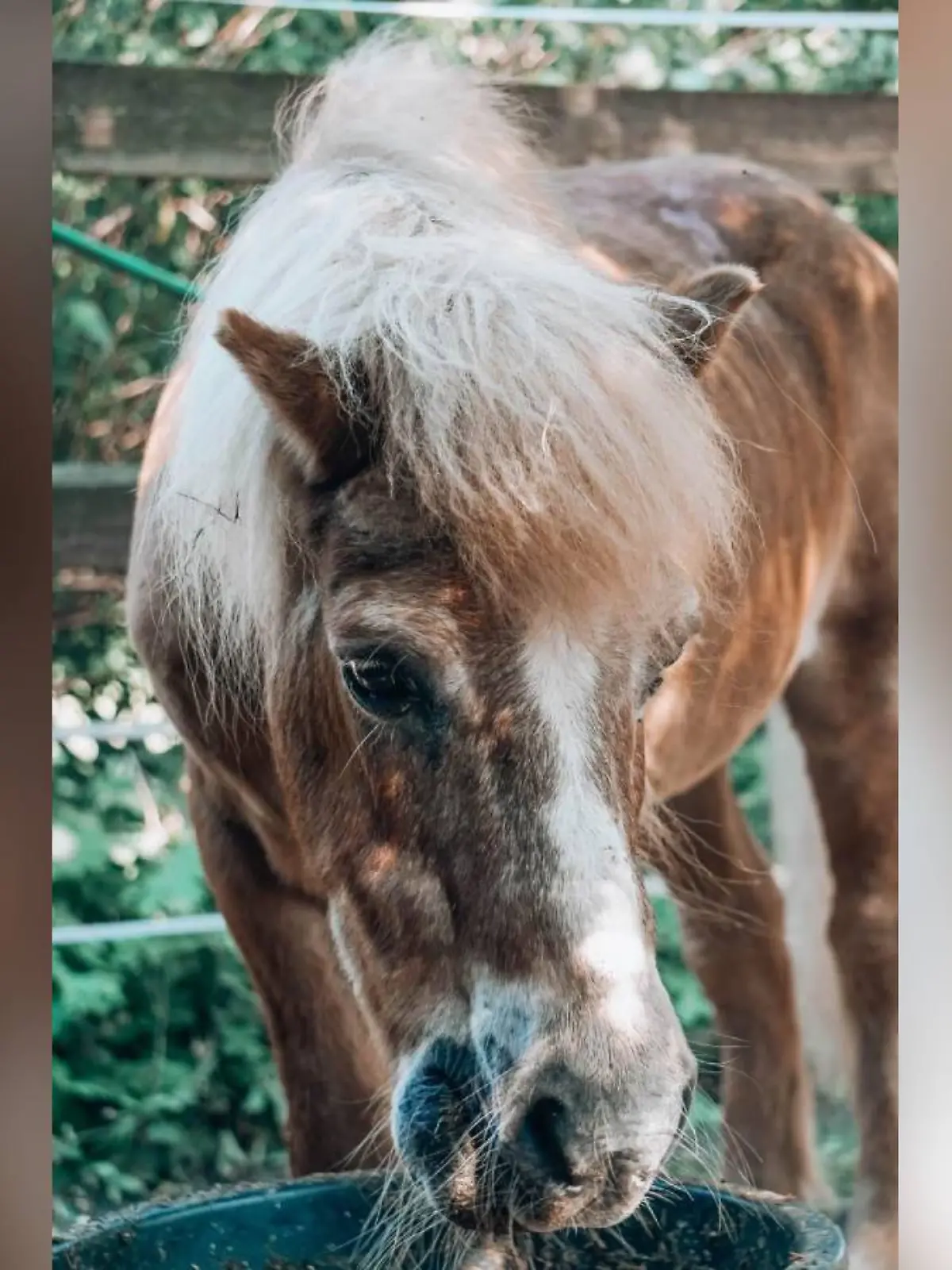 Shetlandpony Lucky wurde einsam in einem Gartenschuppen gefunden