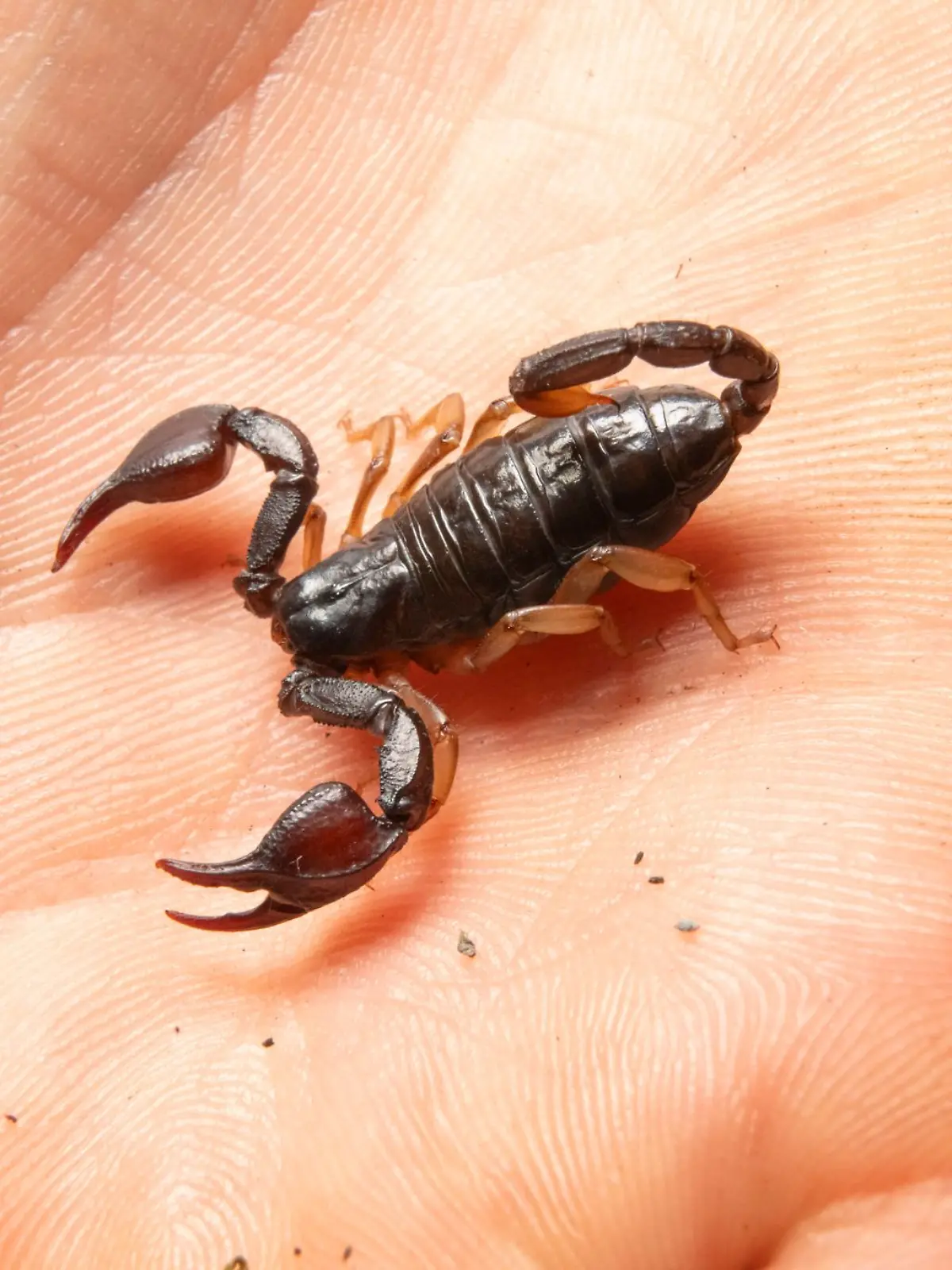 Bild zu: "Frau in Hessen findet Skorpion in Paket – dann sticht das Tier zu"