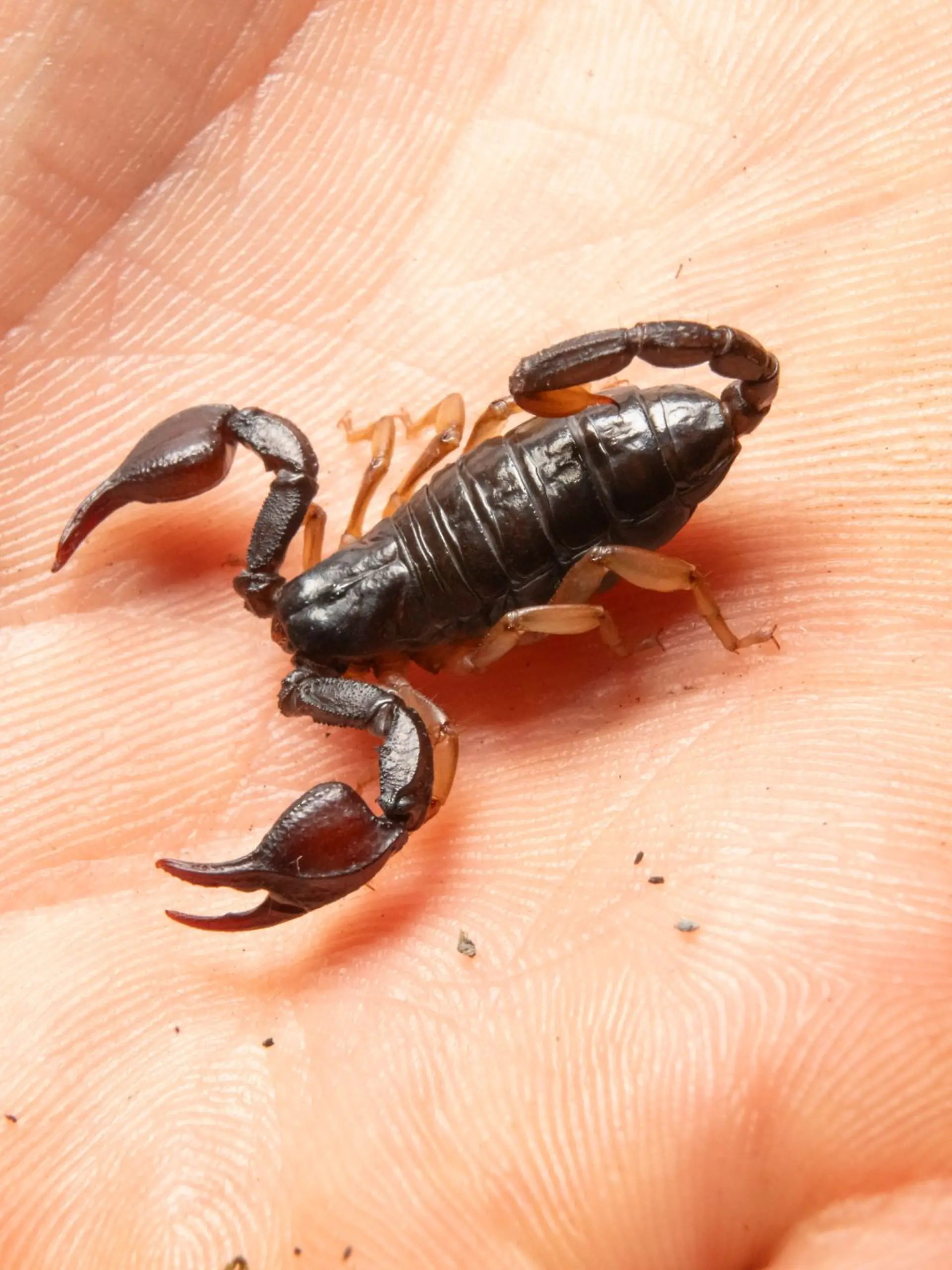 Bild zu: "Frau in Hessen findet Skorpion in Paket – dann sticht das Tier zu"