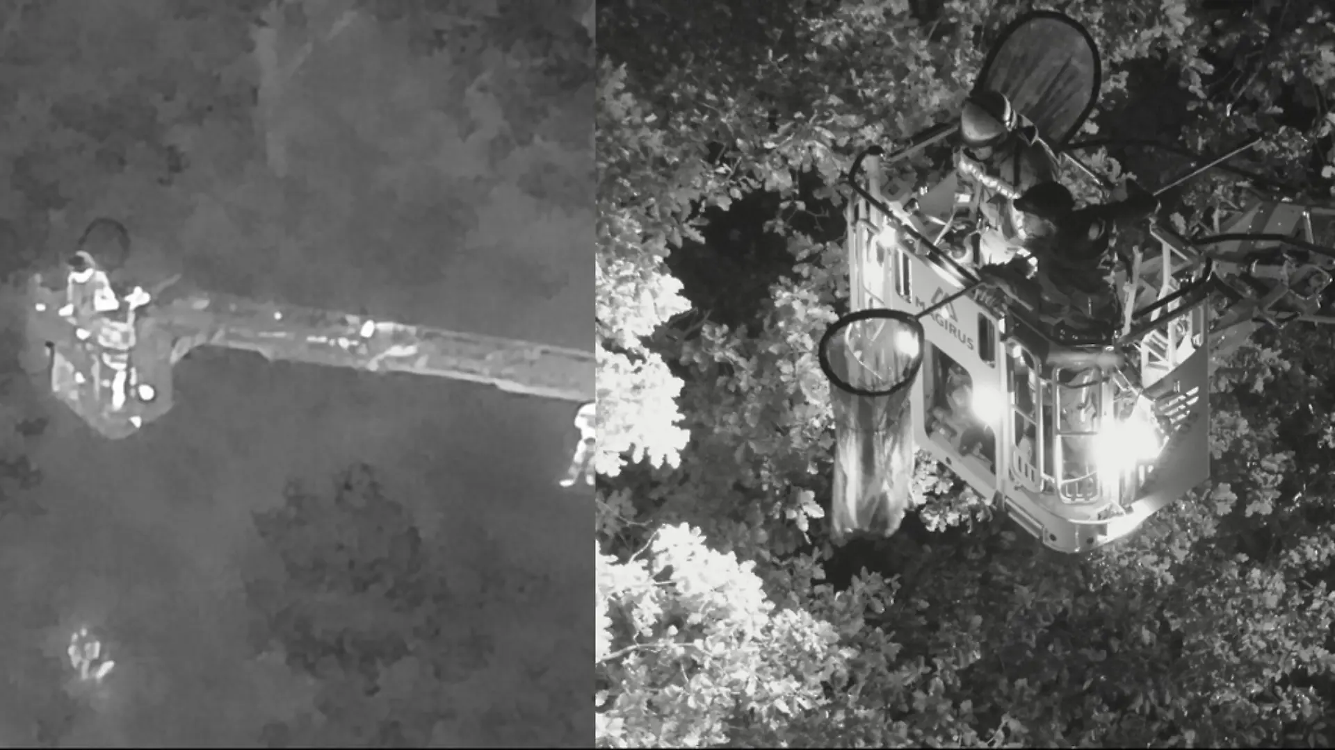 Am Montagabend ruft der Klever Tiergarten die Feuerwehr an: Denn Rote Panda-Dame Kamala ist ausgebüxt. Mitarbeiter haben das Tier mit dem runden Kopf, der kleinen Schnauze und den spitzen Ohren außerhalb der Anlage gesehen. „Der Anruf kam abends um Viertel vor sieben: Ob man auch in der Lage sei, mit der Drohne im Dunkeln am Tiergarten nach einem Roten Panda zu suchen“, so die Feuerwehr in Kleve. „Kein Problem“, meint Brandinspektor Florian Pose. „Bei Übungen sind wir schon öfter auf Kaninchen, Hasen, Füchse und Rehe gestoßen. Warum sollte es beim Roten Panda nicht auch funktionieren?“