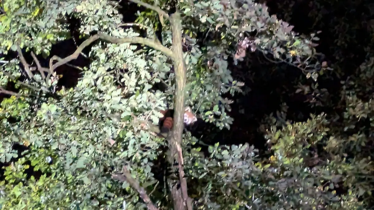 Am Montagabend ruft der Klever Tiergarten die Feuerwehr an: Denn Rote Panda-Dame Kamala ist ausgebüxt. Mitarbeiter haben das Tier mit dem runden Kopf, der kleinen Schnauze und den spitzen Ohren außerhalb der Anlage gesehen. „Der Anruf kam abends um Viertel vor sieben: Ob man auch in der Lage sei, mit der Drohne im Dunkeln am Tiergarten nach einem Roten Panda zu suchen“, so die Feuerwehr in Kleve. „Kein Problem“, meint Brandinspektor Florian Pose. „Bei Übungen sind wir schon öfter auf Kaninchen, Hasen, Füchse und Rehe gestoßen. Warum sollte es beim Roten Panda nicht auch funktionieren?“ 