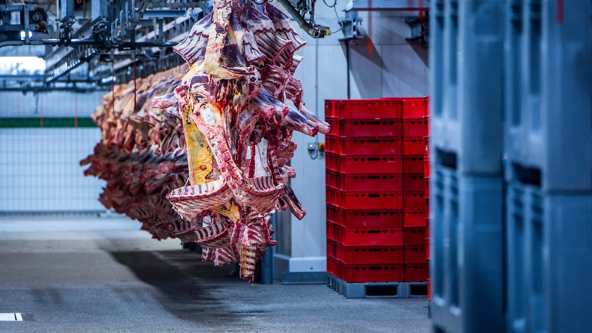 Teile von geschlachteten Rindern hängen in einem Kühlraum in einem Schlachtbetrieb.