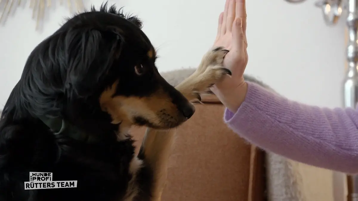 Die Türklingel ist ein Trigger für Bo Bell-Party