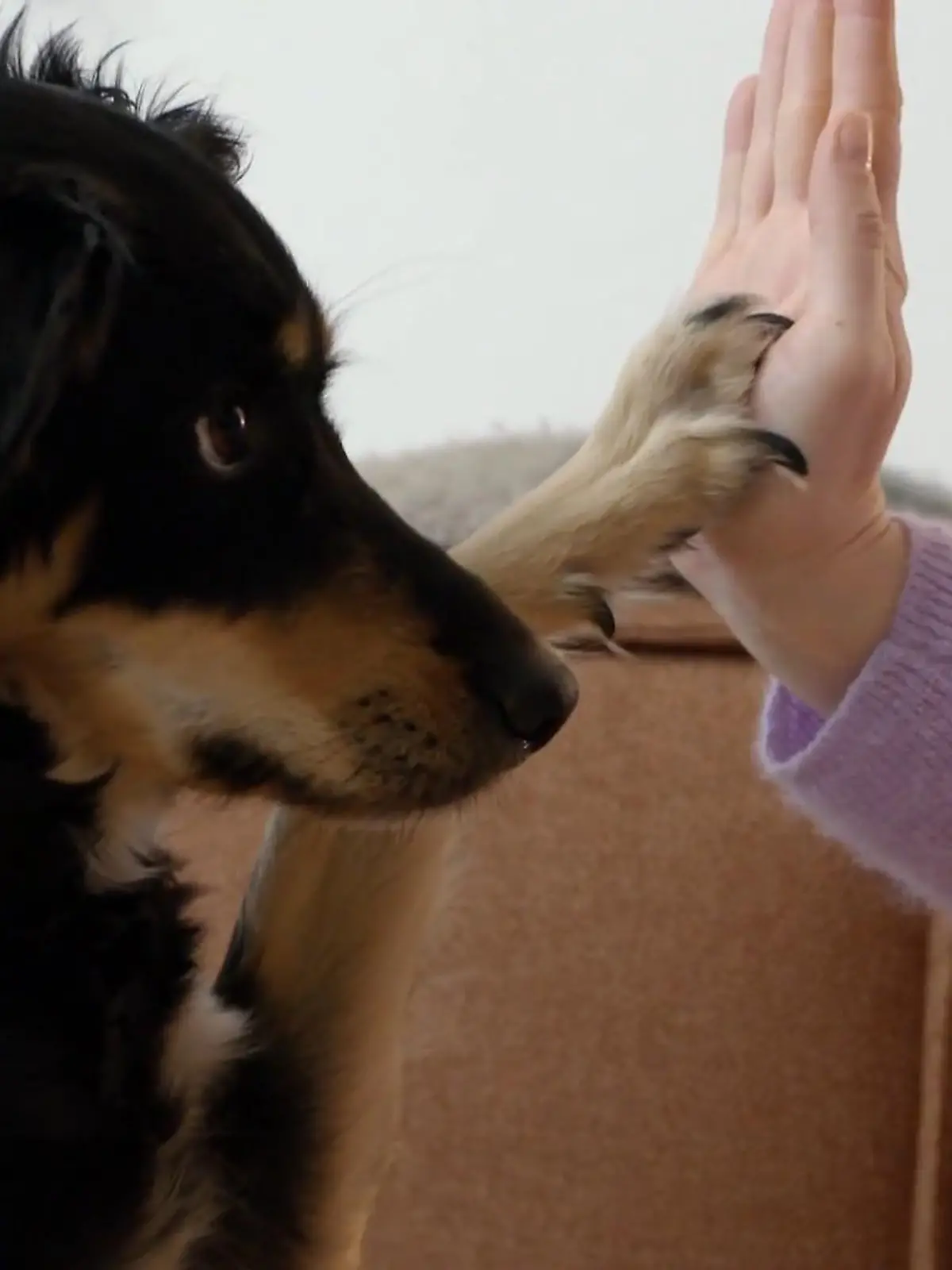 Bild zu: "Die Türklingel ist ein Trigger für Bo"