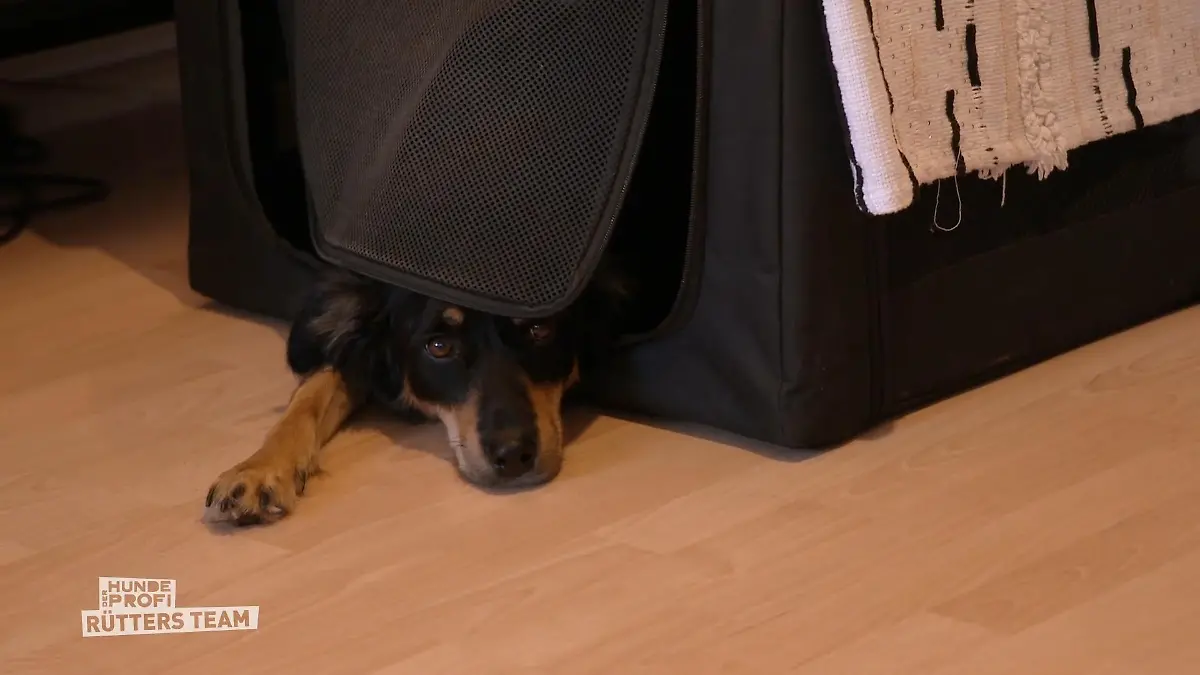 Ein großer Unterschied zu früher Bos Bellen