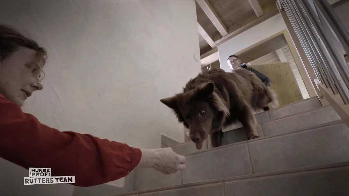 Traut sich Balu jetzt auf die Kellertreppe? Zwei Monate später