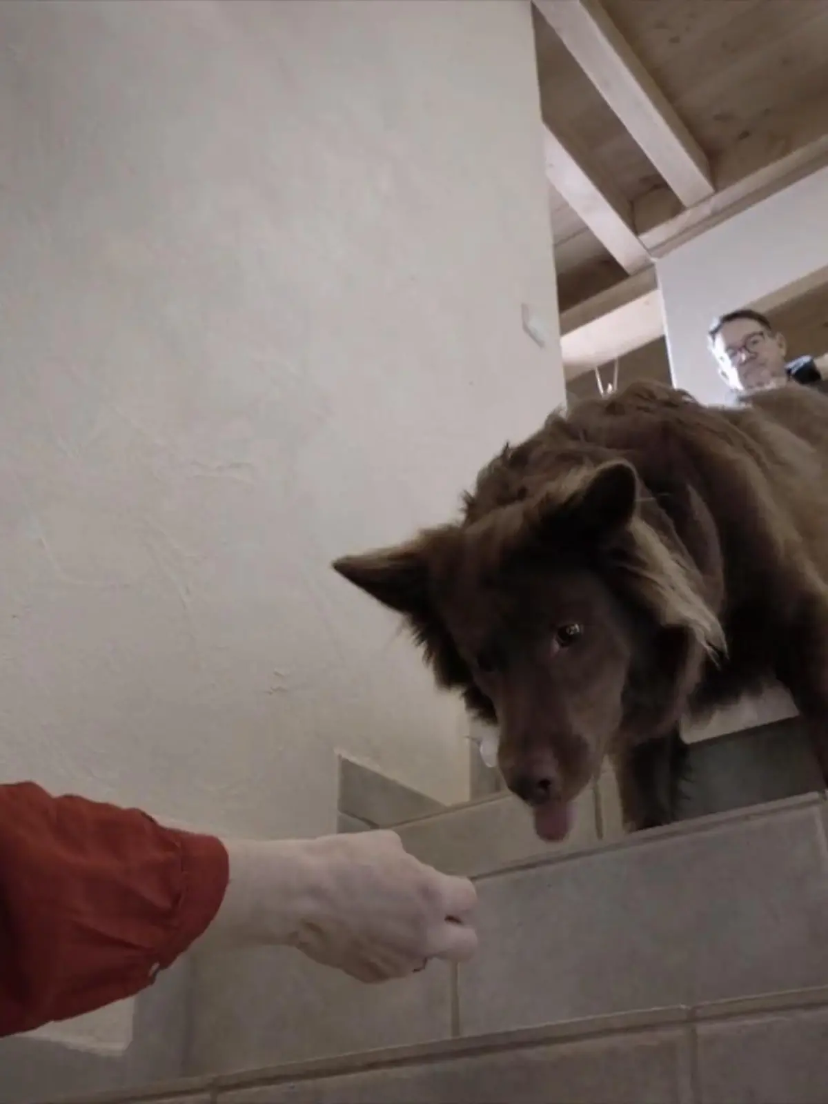 Bild zu: "Traut sich Balu jetzt auf die Kellertreppe?"